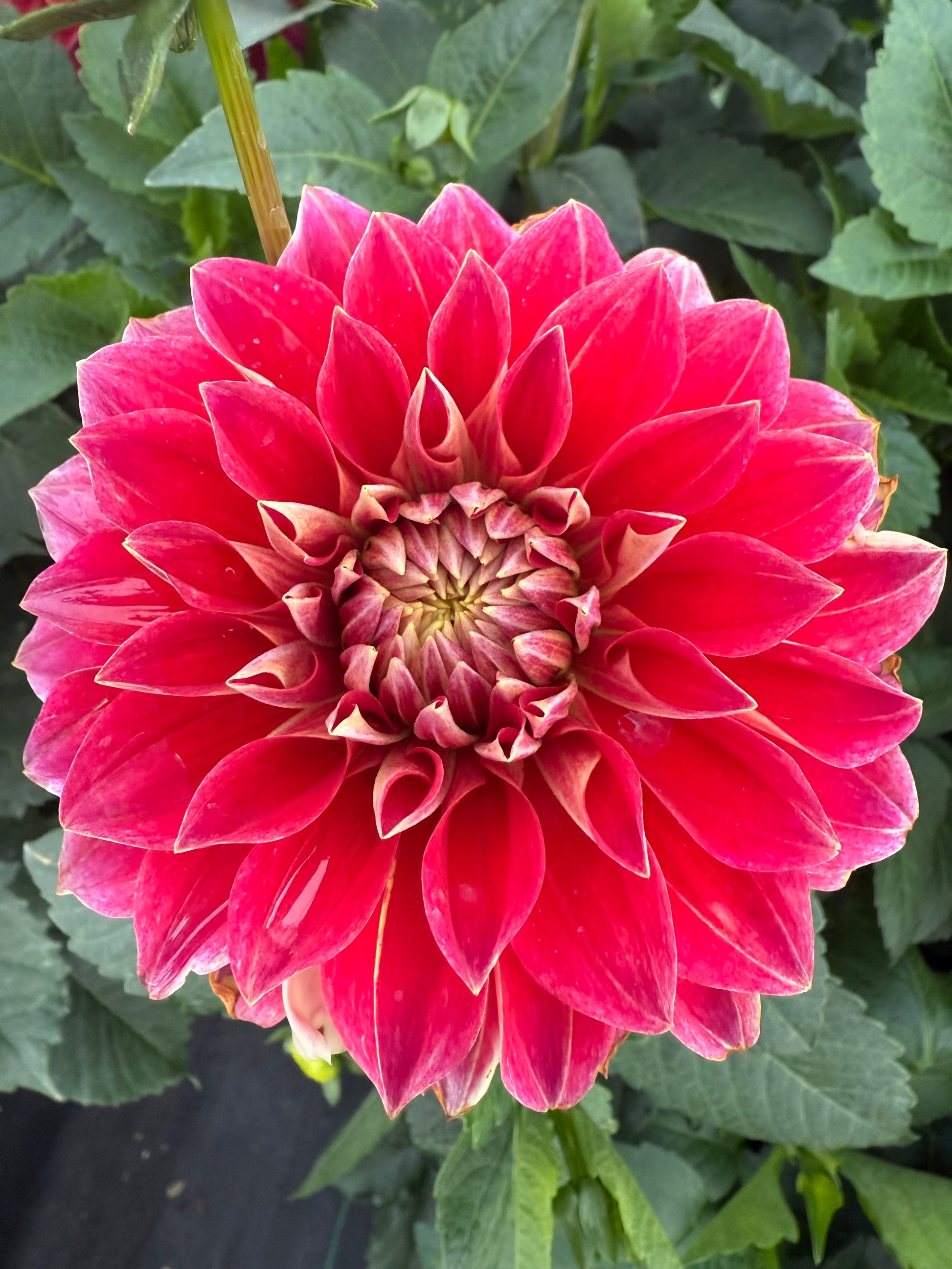 Hapet Cinderella Dahlias