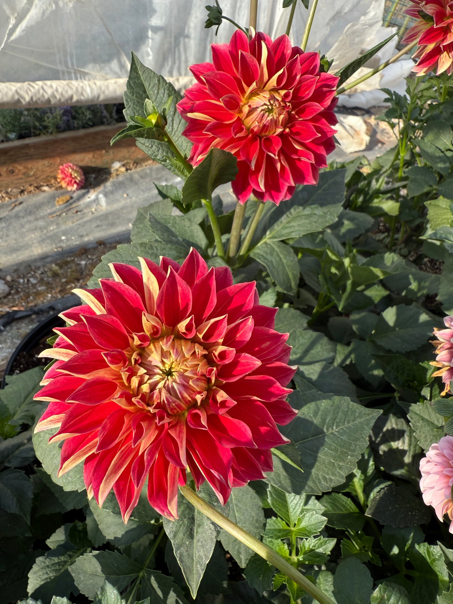 Hapet Cinderella Dahlias