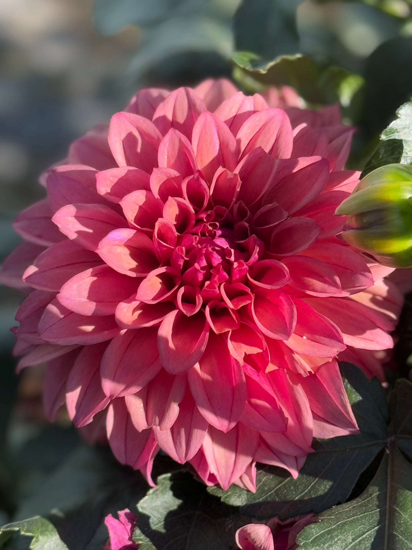 Kennedy Hill Meemer Mae