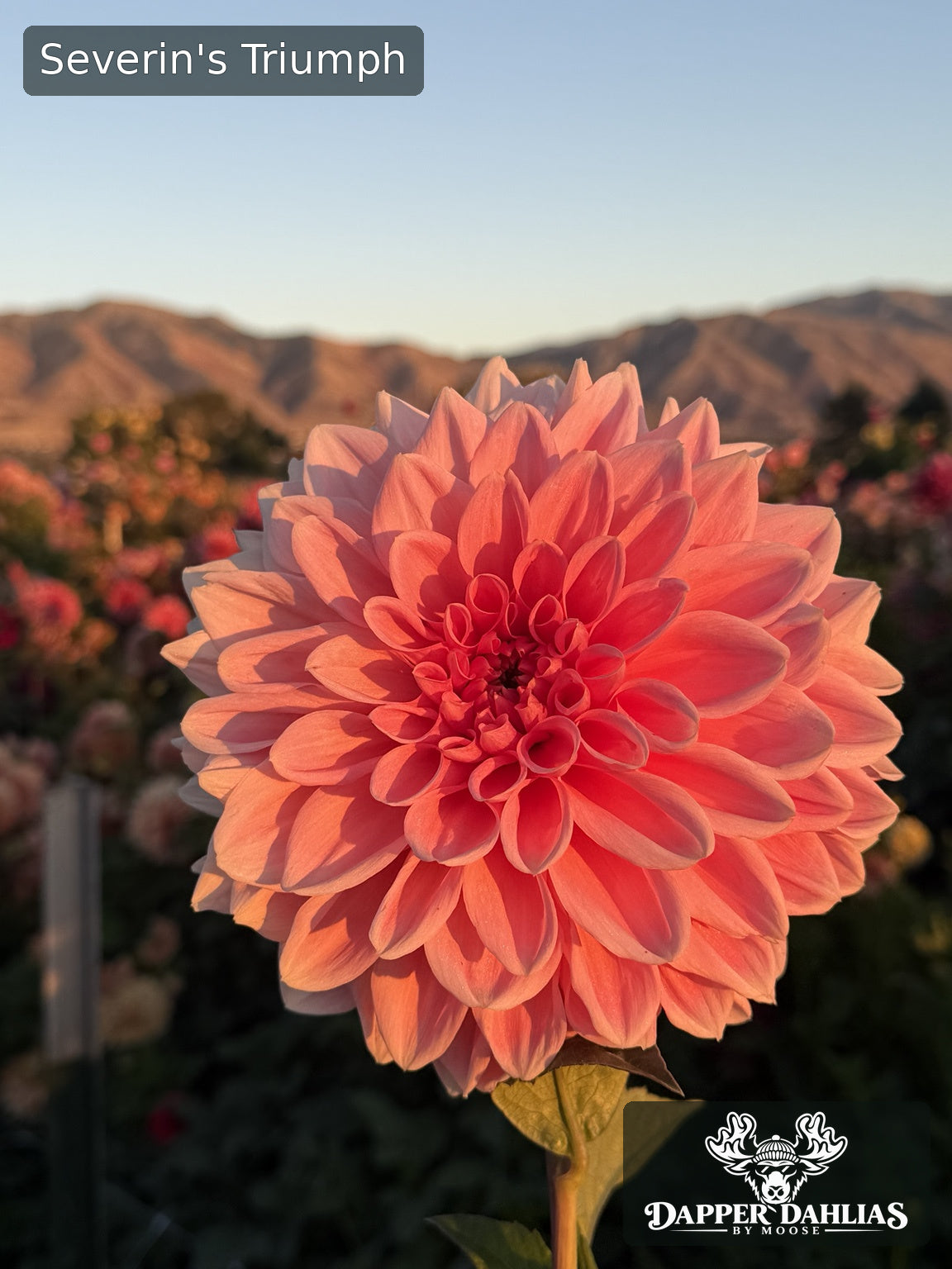 Severin's Triumph dahlias flowering in a garden field at sunset, with clusters of soft pink blooms on tall stems.