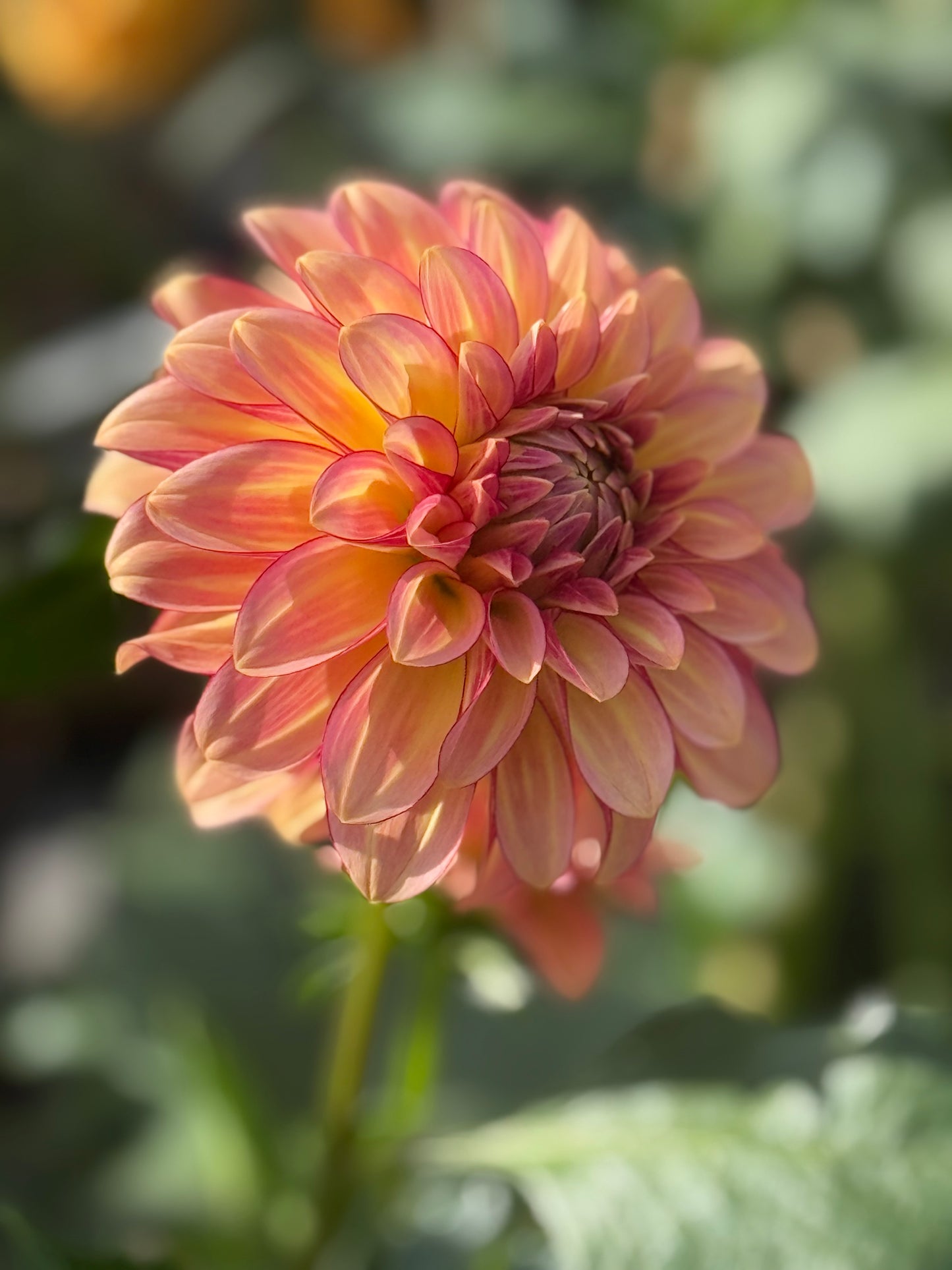 RM Raspberry Twinkle Dahlia