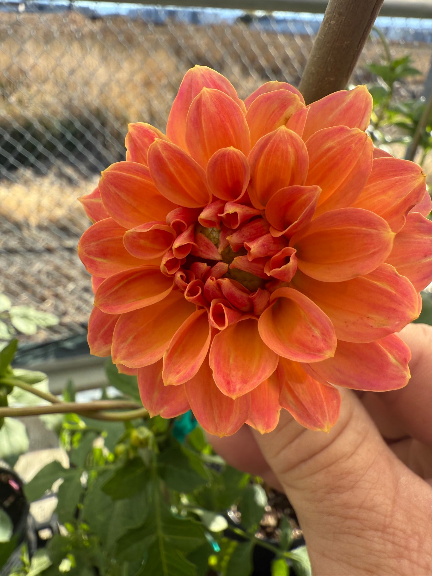 Kingston  Rooted Cuttings Shipping Apr 1 - May 15