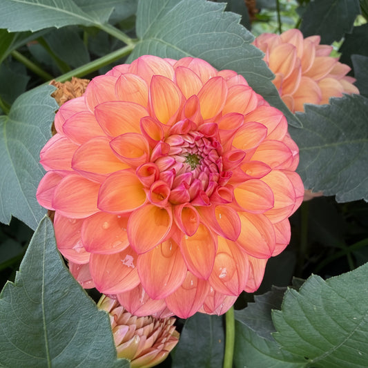 Parklea KB Australian Dahlia Rooted Cutting Tuber