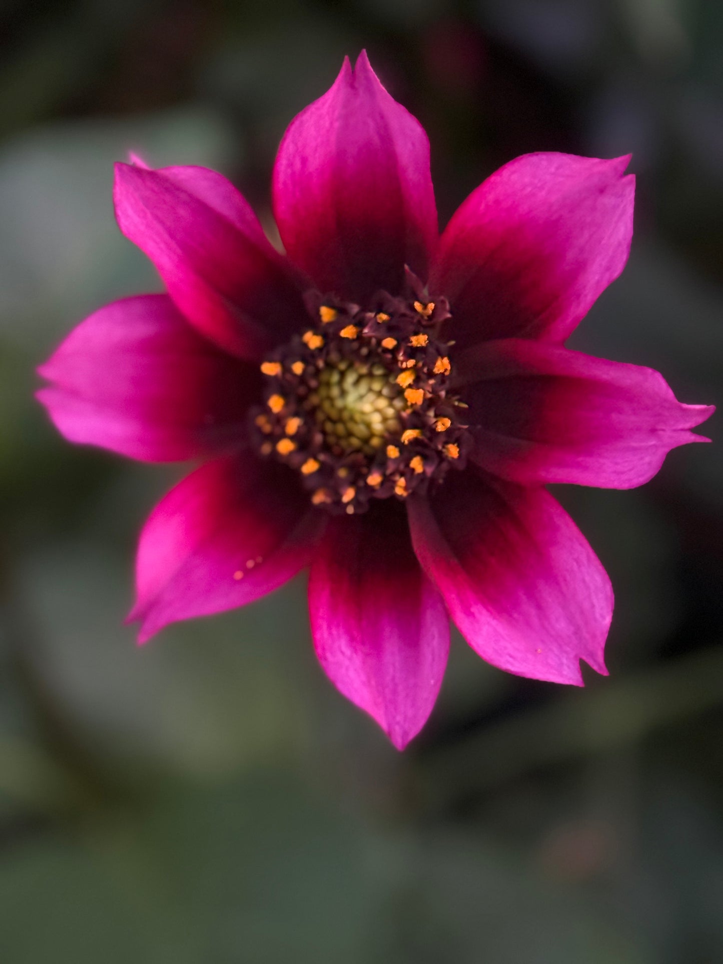 Bloomquist Accolade Dahlia