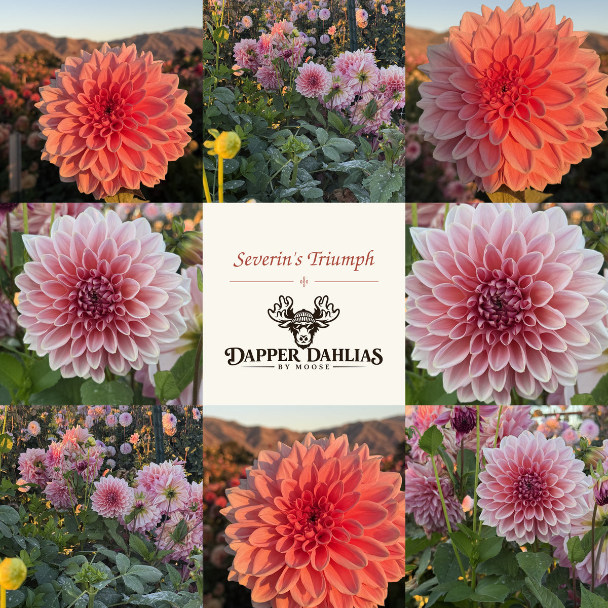 Collage of eight Severin's Triumph dahlia photographs showing blush-pink and salmon blooms, garden views, and sunset colors surrounding the Dapper Dahlias by Moose logo