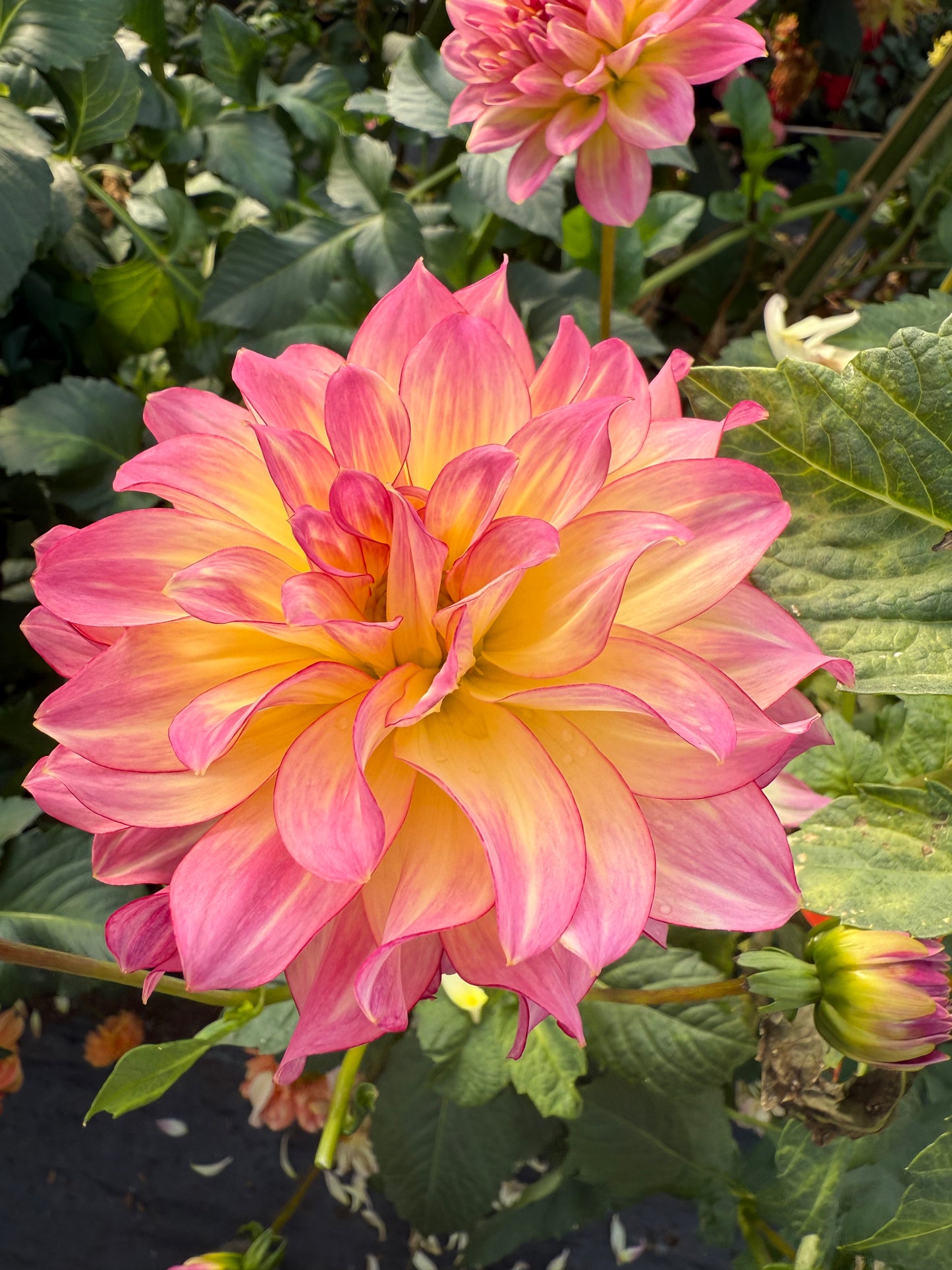 AC Twisp Rooted Cuttings