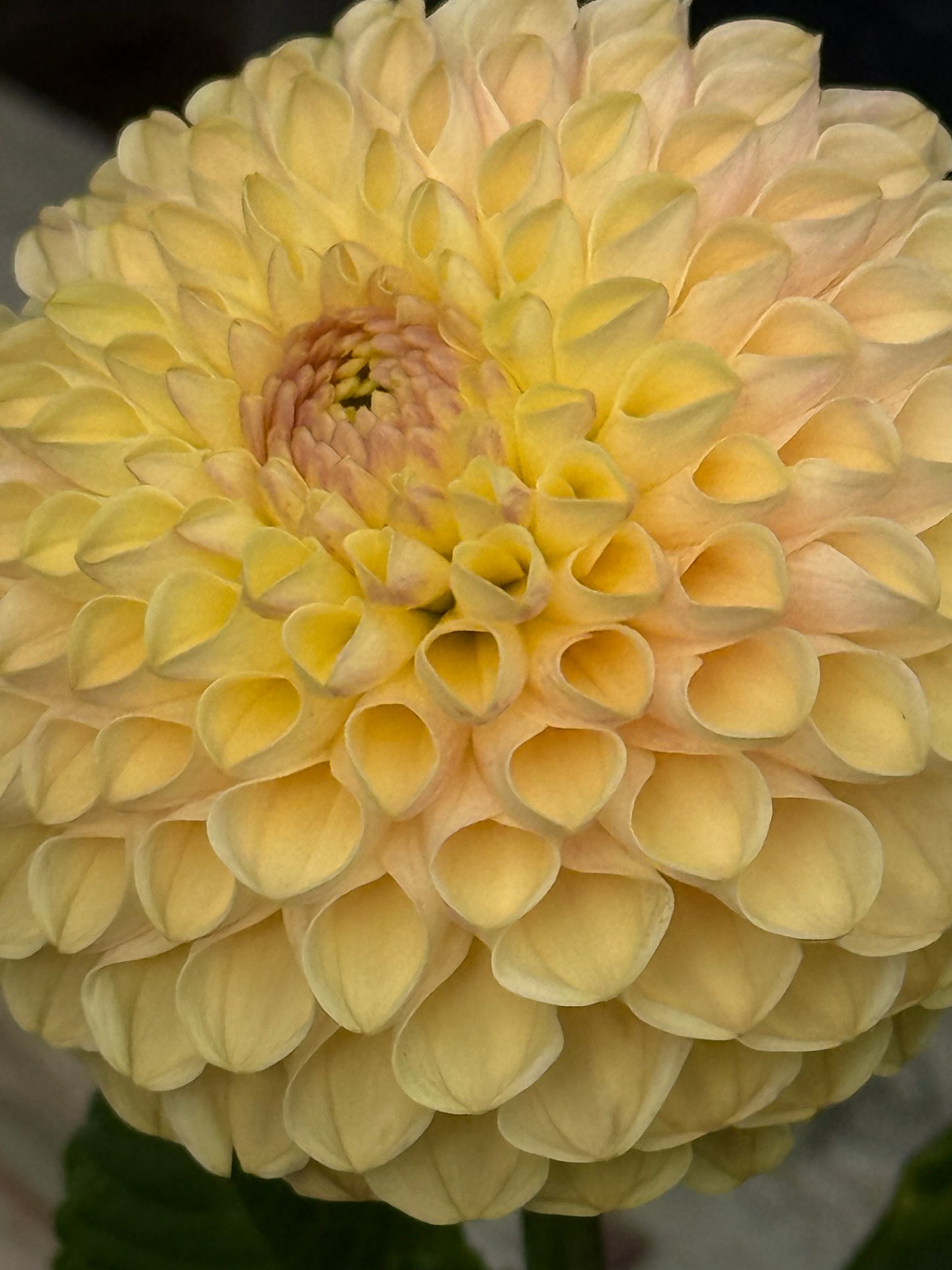 Van Isle Mary Rooted Cuttings