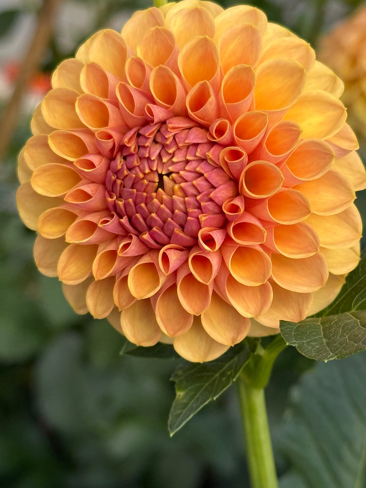 KA’s®️ Daybreak