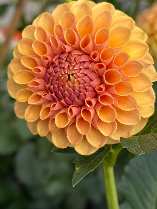 KA’s®️ Daybreak