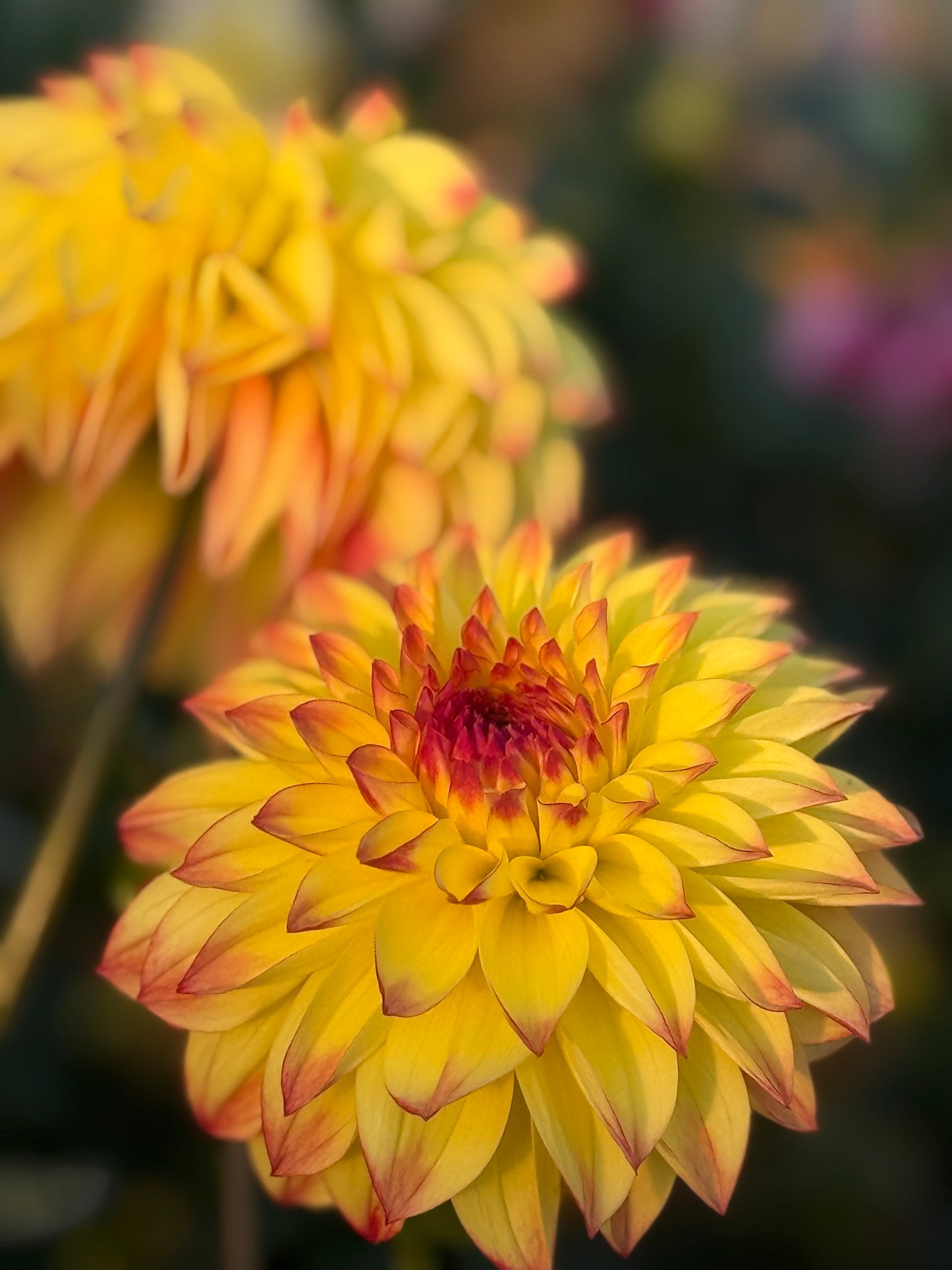 HBG Phoenix Phyre Dahlia