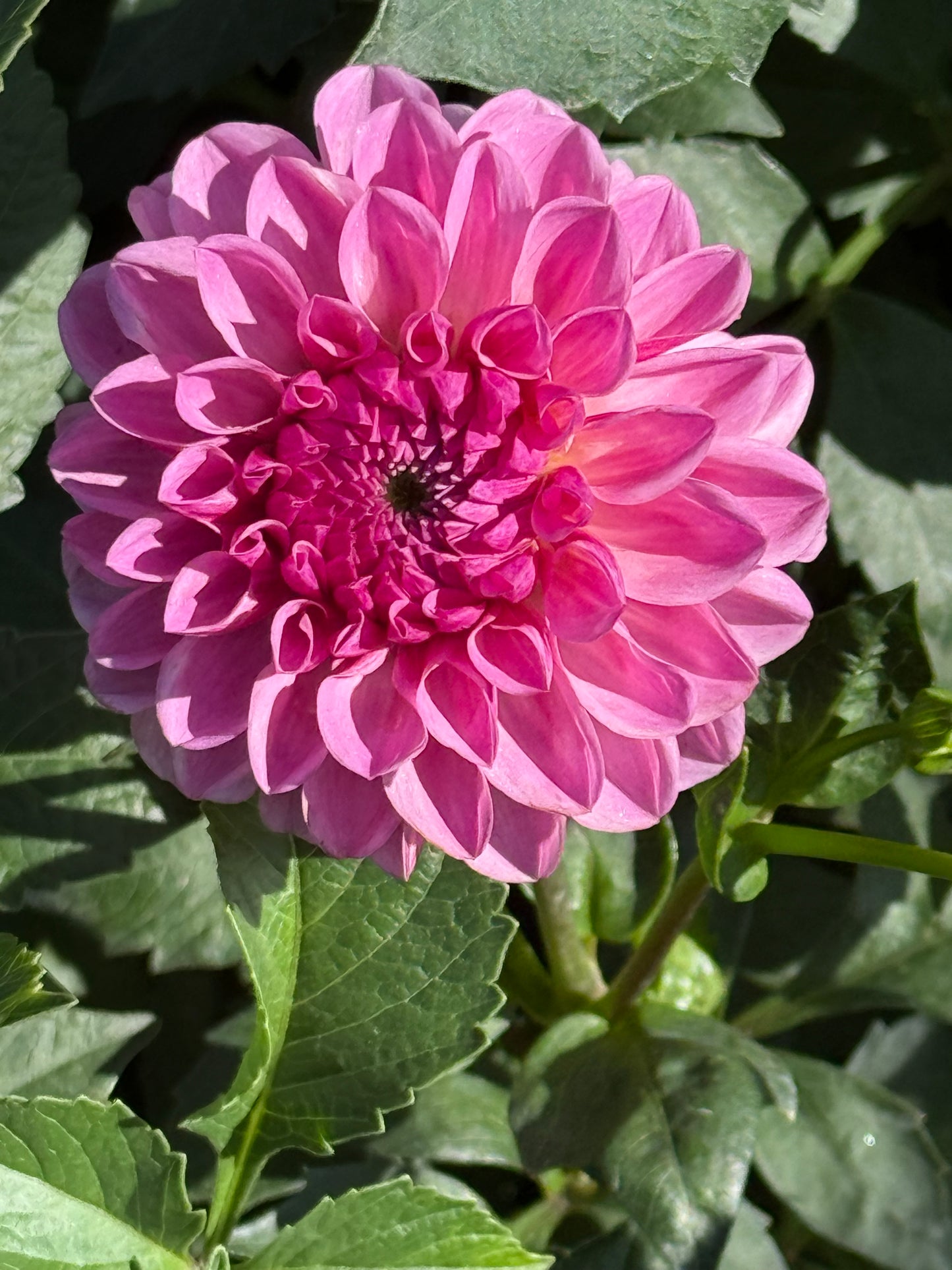 Lee’s Sugar Rush Dahlia