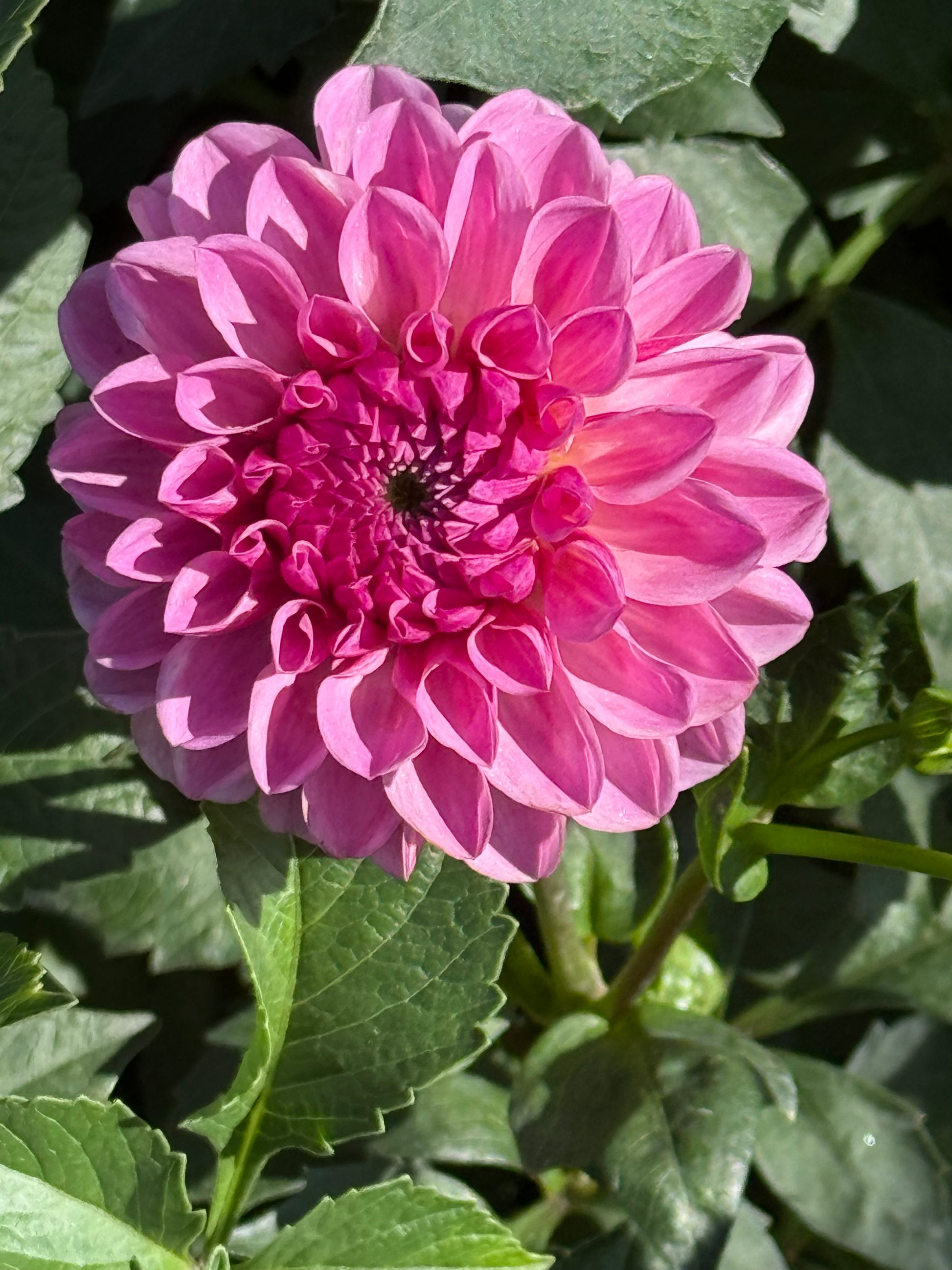 Lee’s Sugar Rush Dahlia