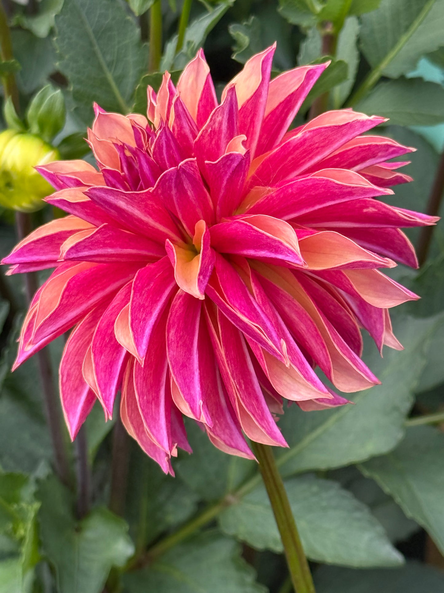 River's Elizabeth Rooted Cuttings