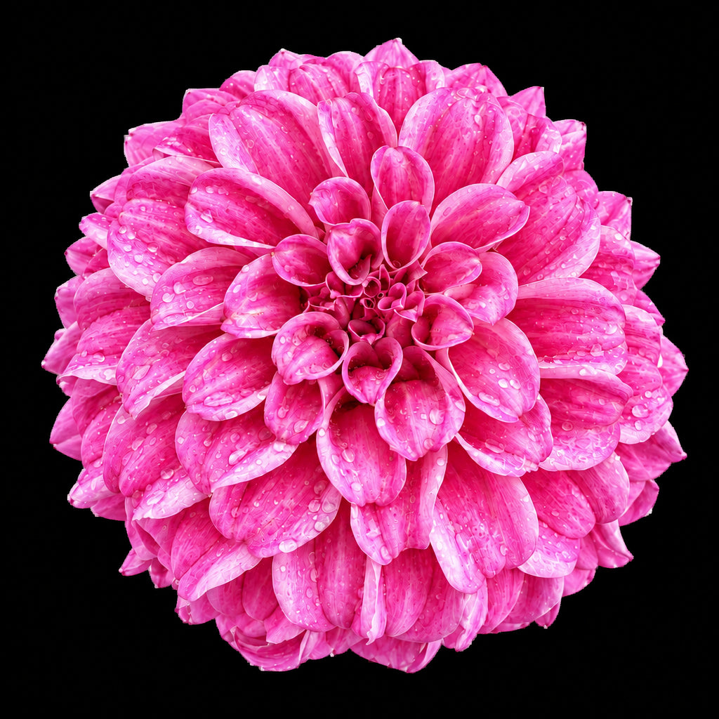 A close-up of a vibrant pink dahlia flower with water droplets on its petals, held in front of a garden background with green leaves and wooden boards.  Mellum Nina is the dahlia variety.