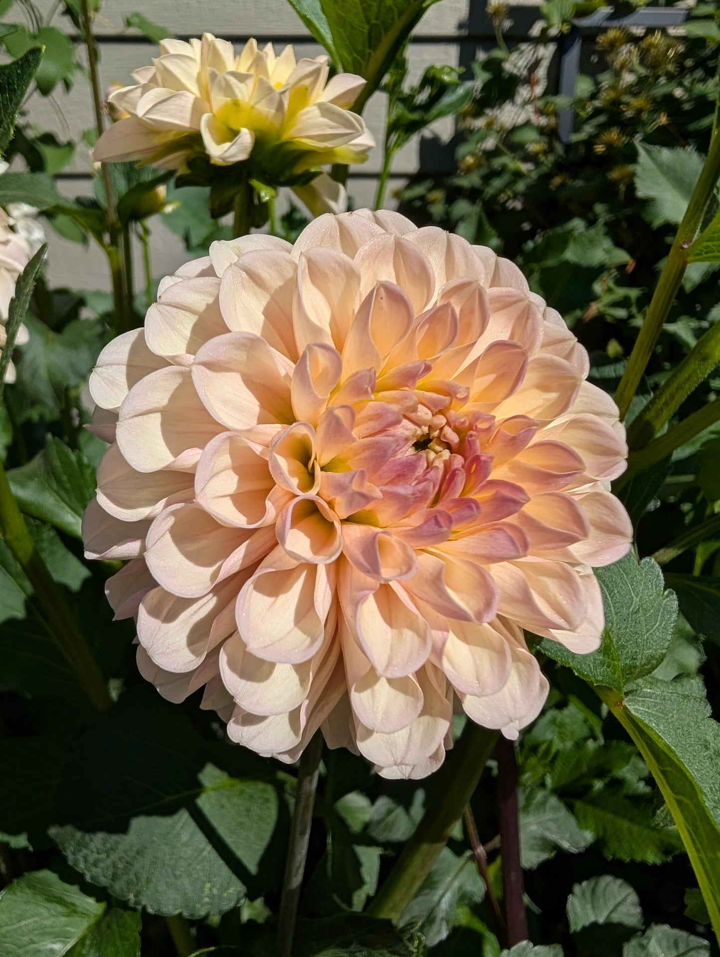 Levi's Revenant Dahlia