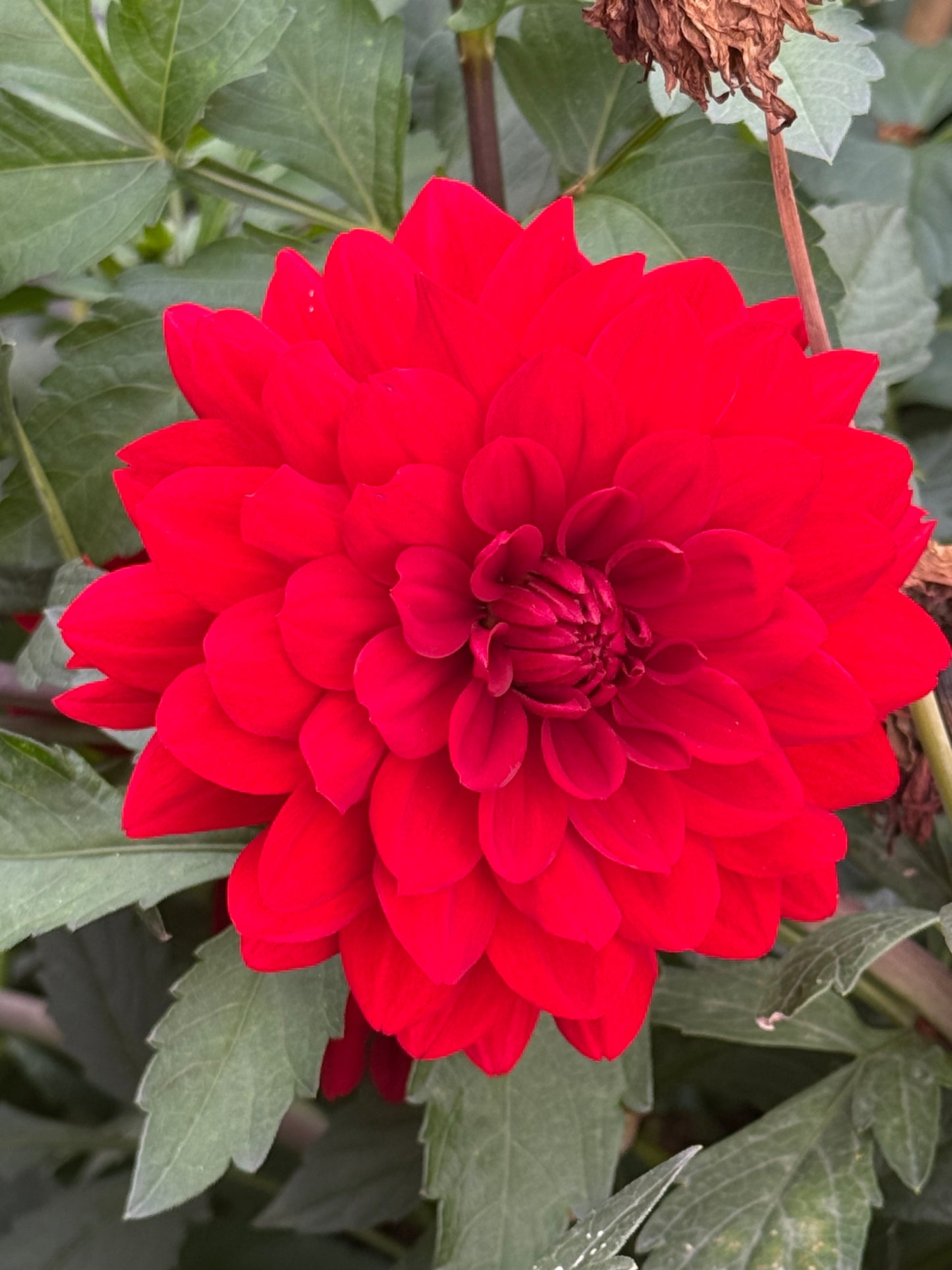 R Mona Rooted Cuttings