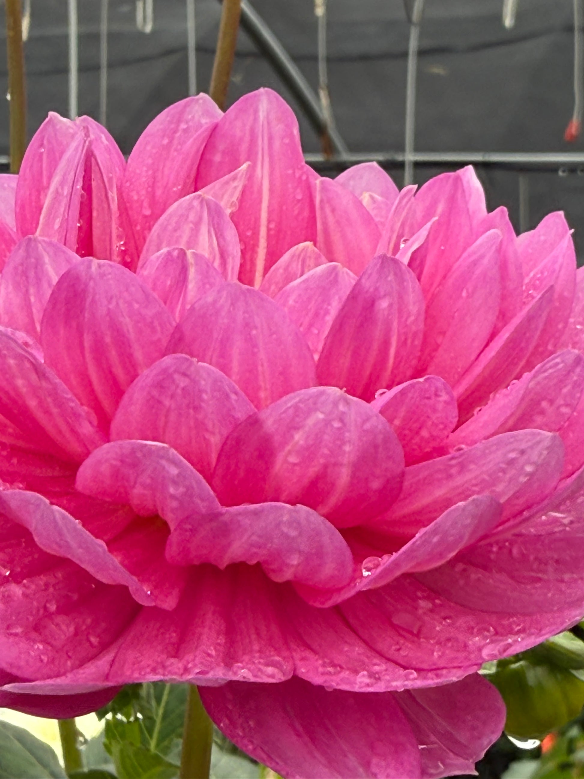 Sandia Cancan Dahlia