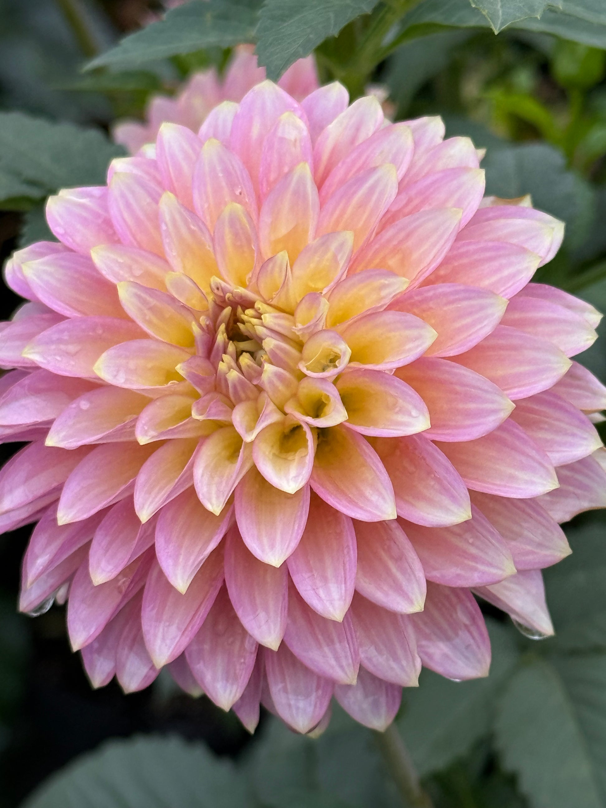 Bloomquist Essence Dahlia