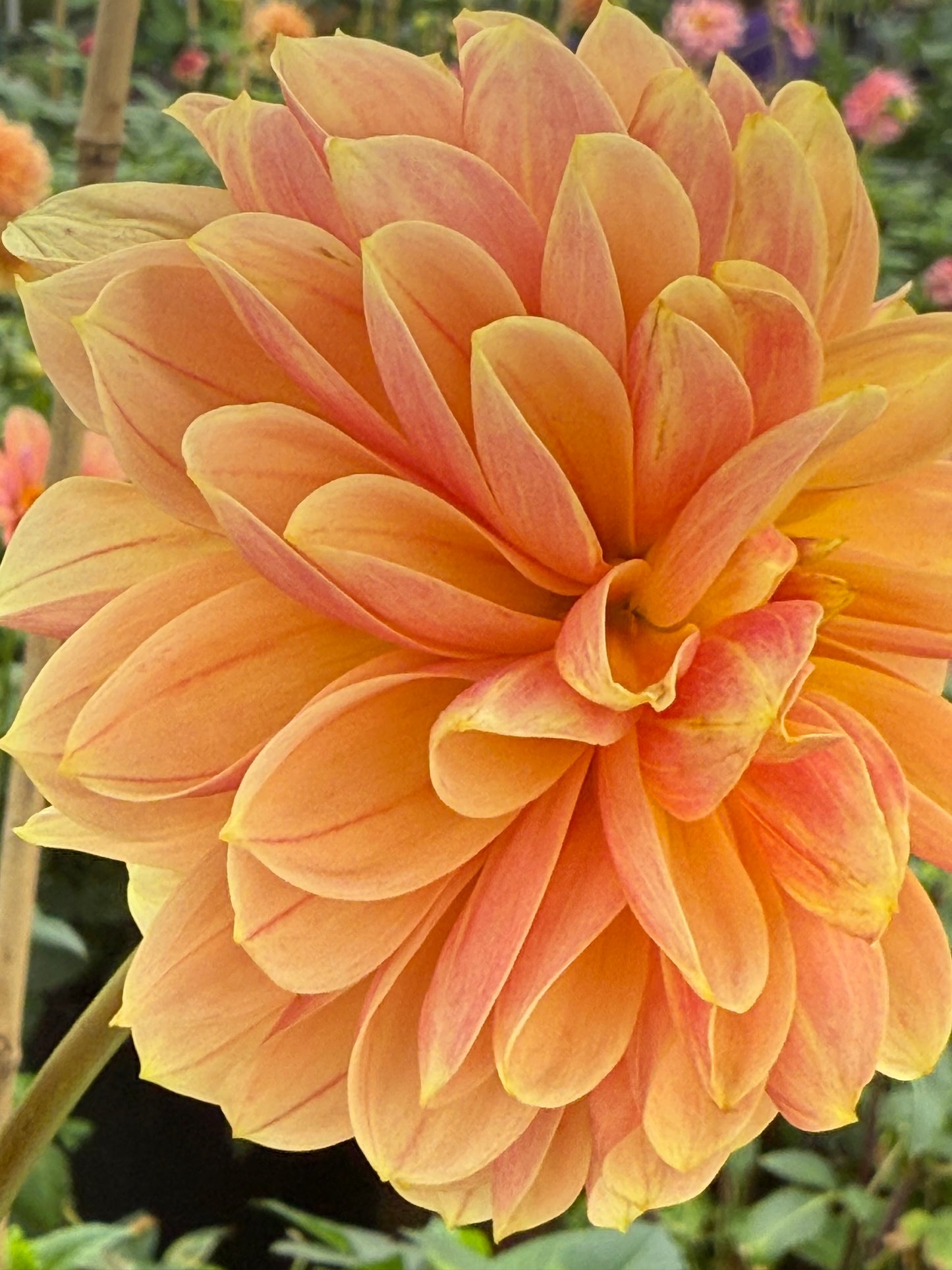 Peach Macaron Rooted Cutting