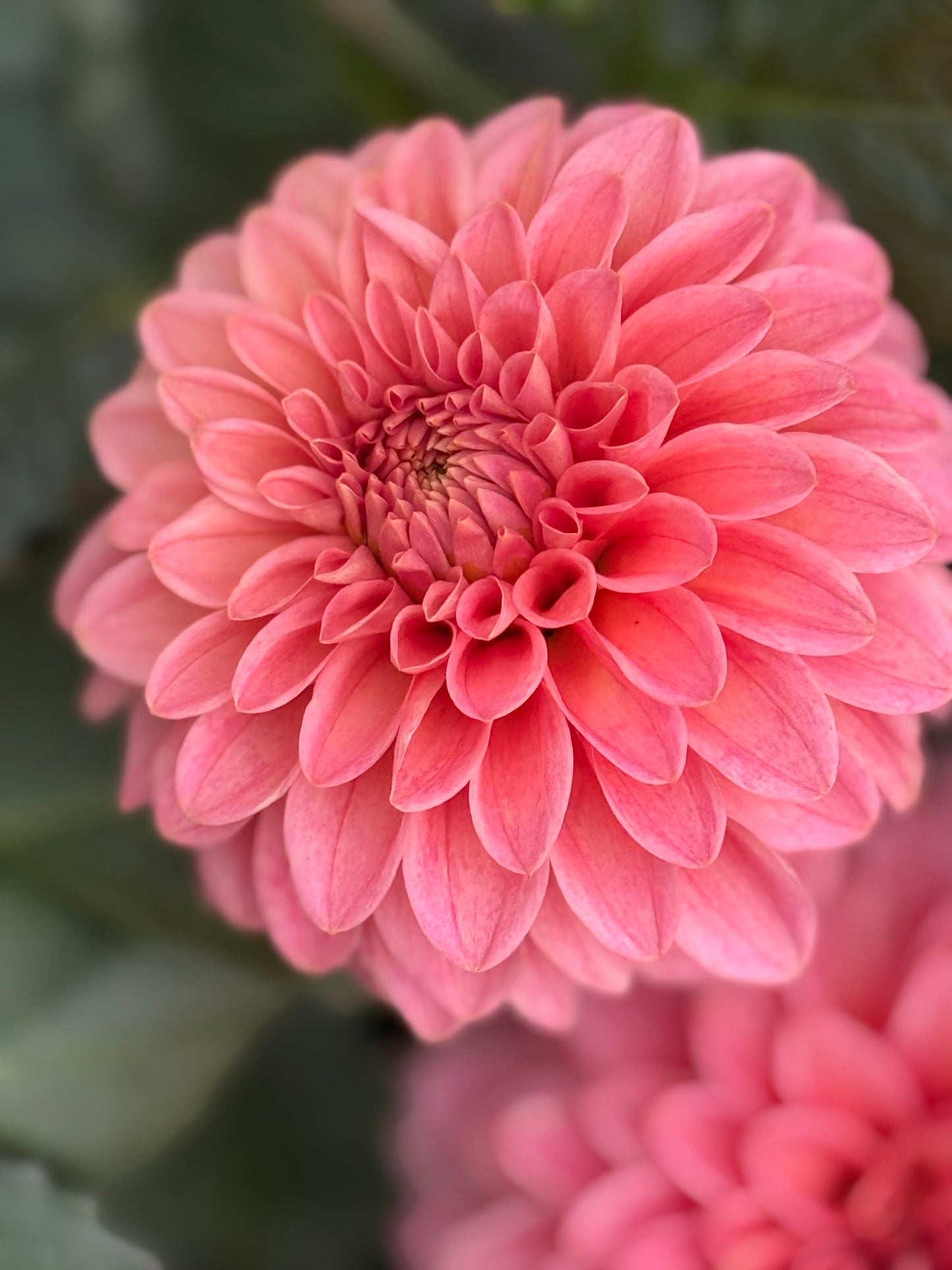 KA’s® Guava Rooted Cuttings