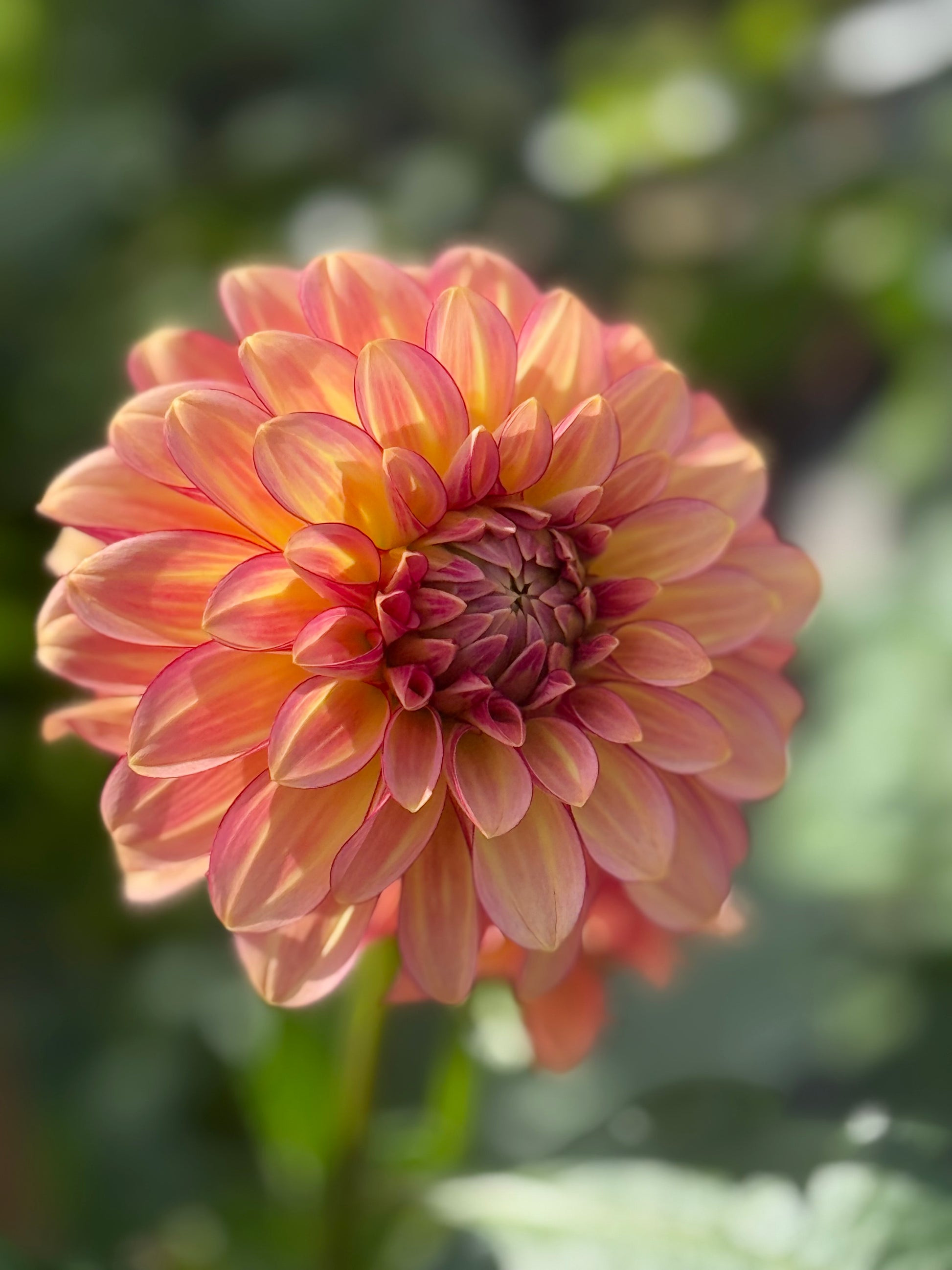RM Raspberry Twinkle Dahlia