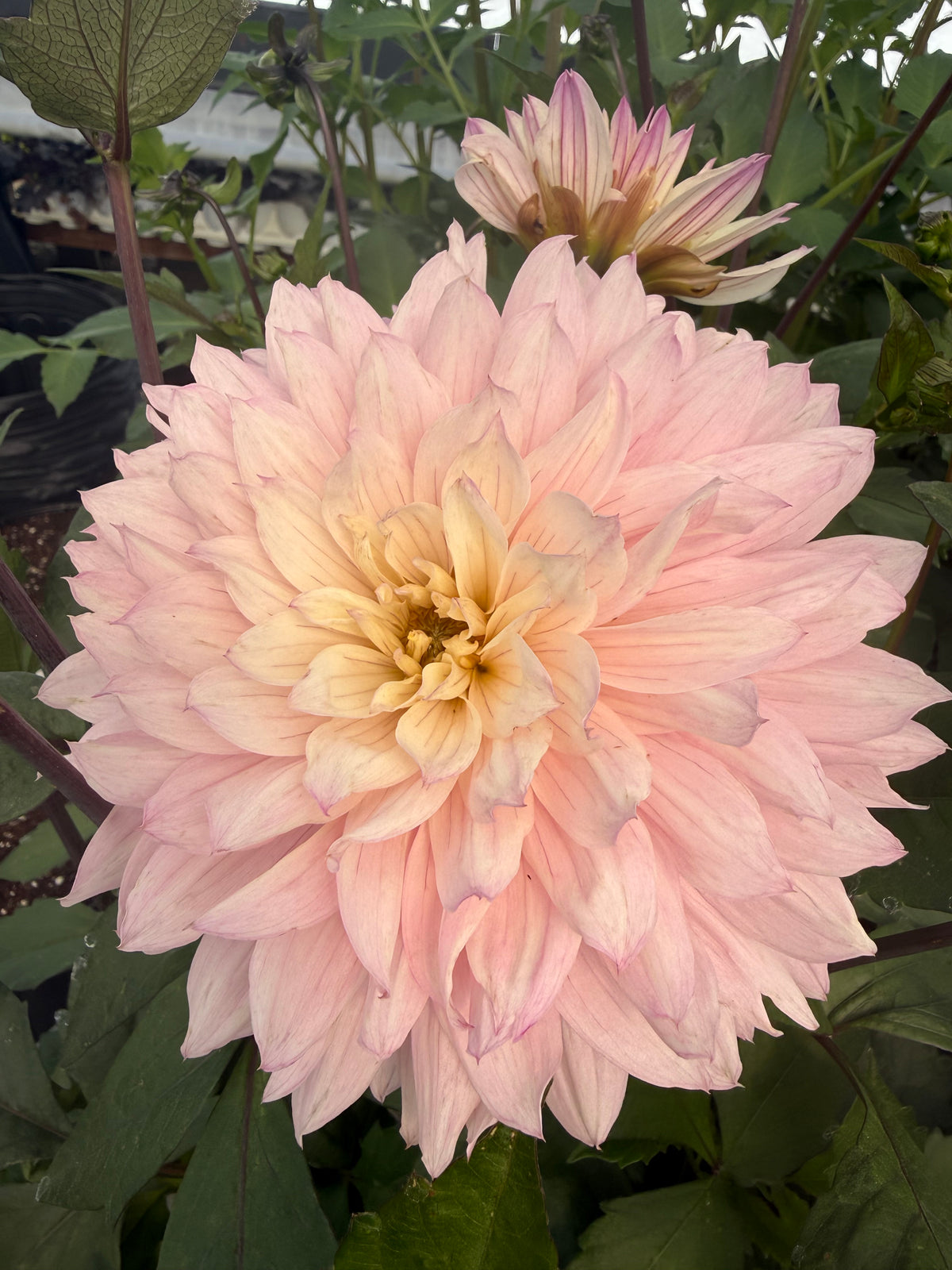 Le Thoureil Dahlia