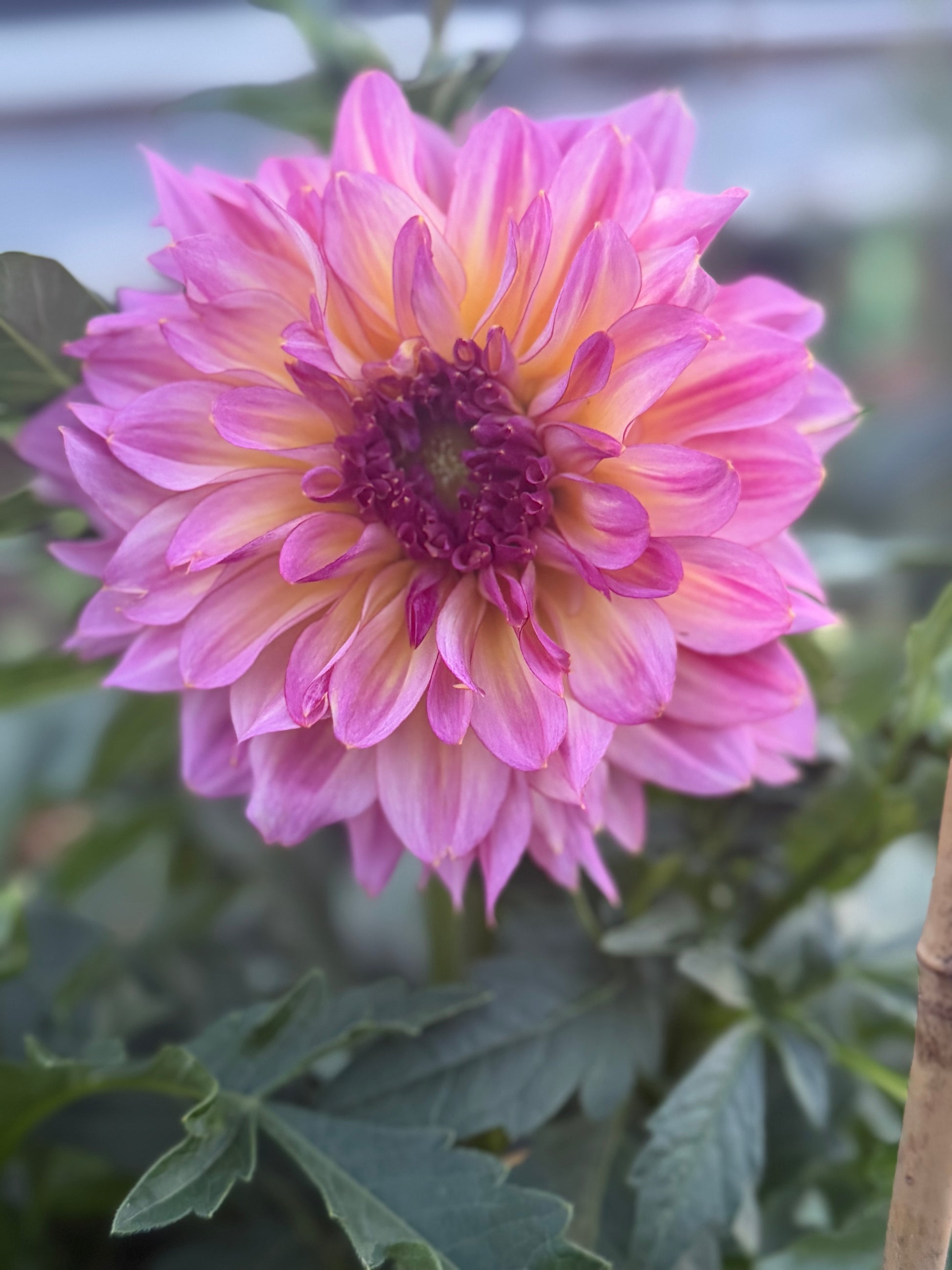 Bloomquist Cool Dahlia