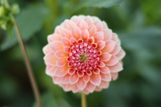 Hillier Tanunda Rooted Cuttings