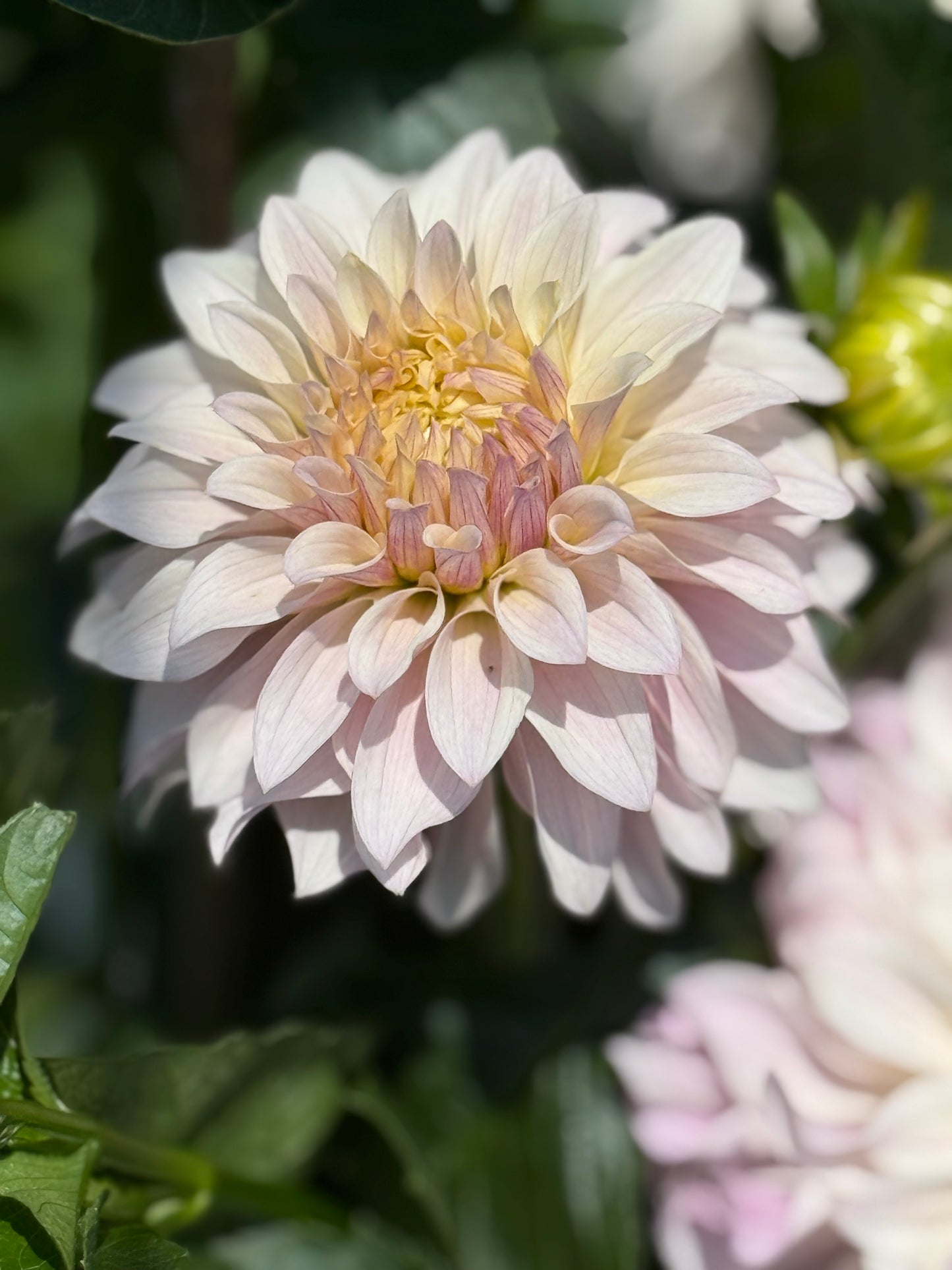 Bloomquist Compare Dahlia