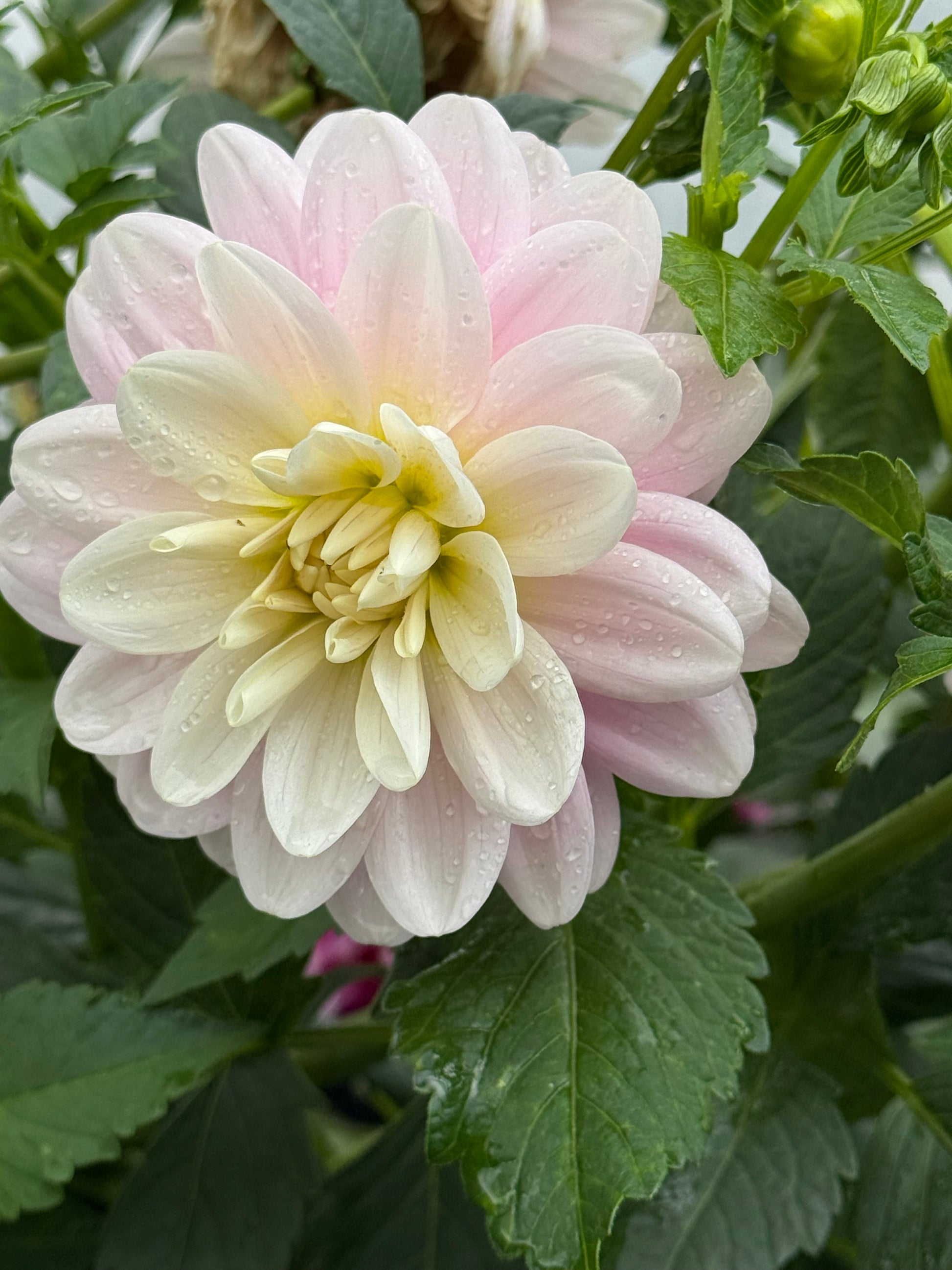 Bracken Ballerina Dahlia