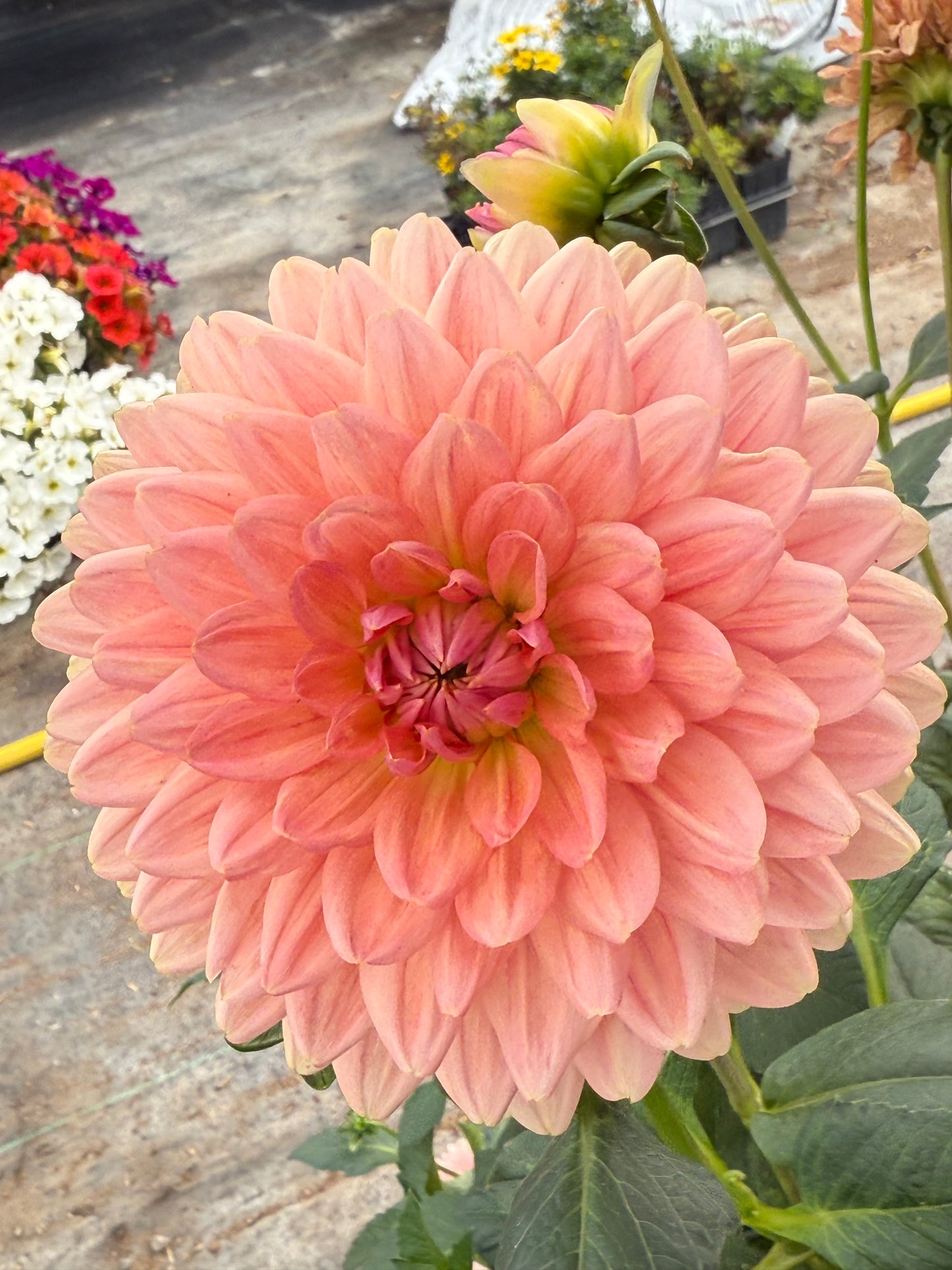 Fawn Rooted Cuttings