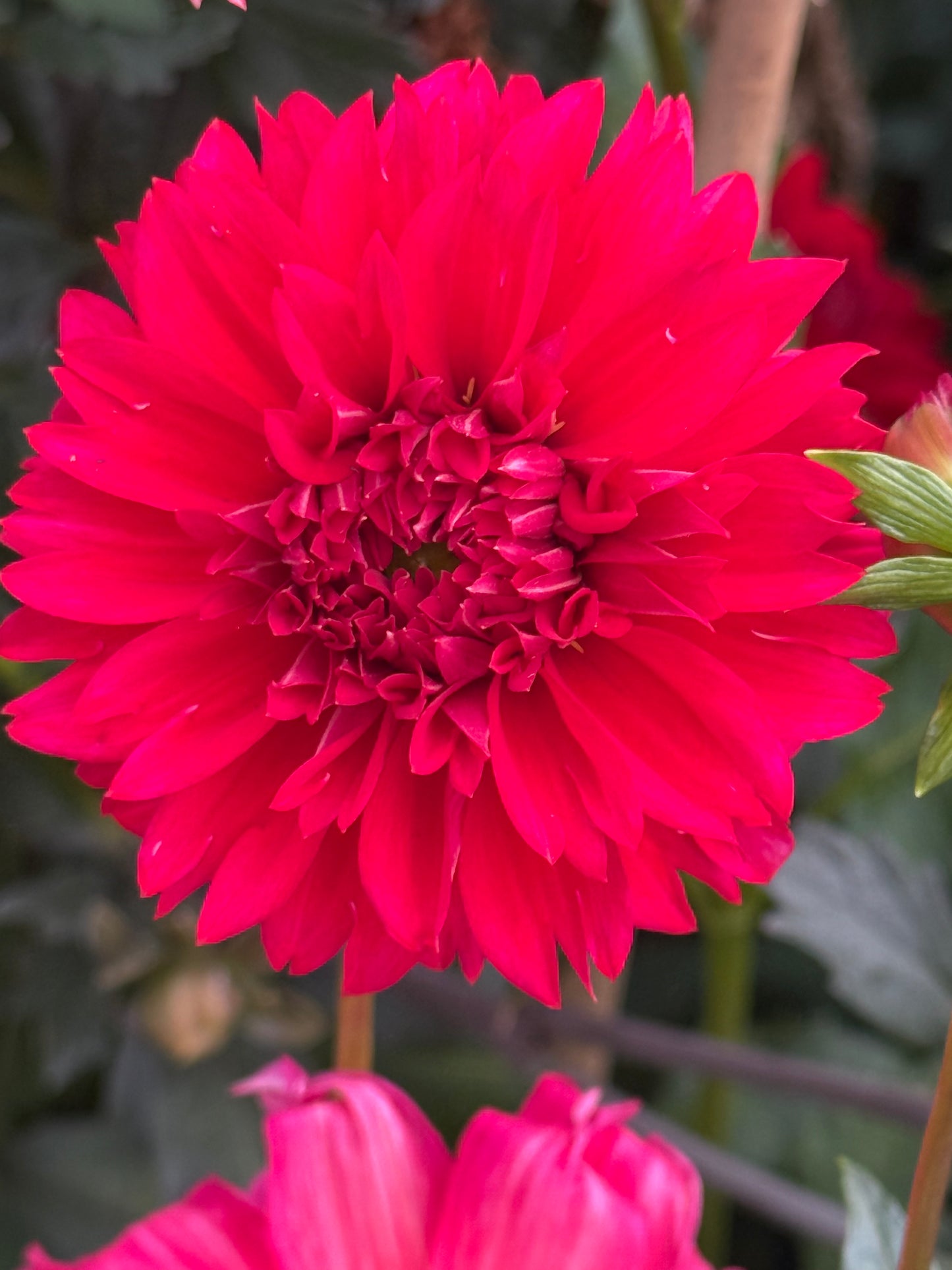 Lee's Elmo Rooted Cuttings