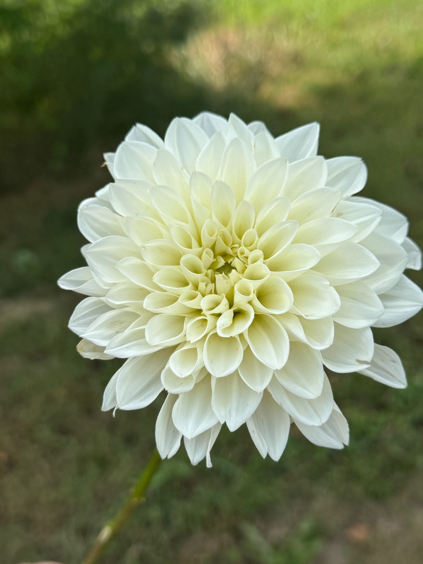 RM Frosty Rooted Cuttings