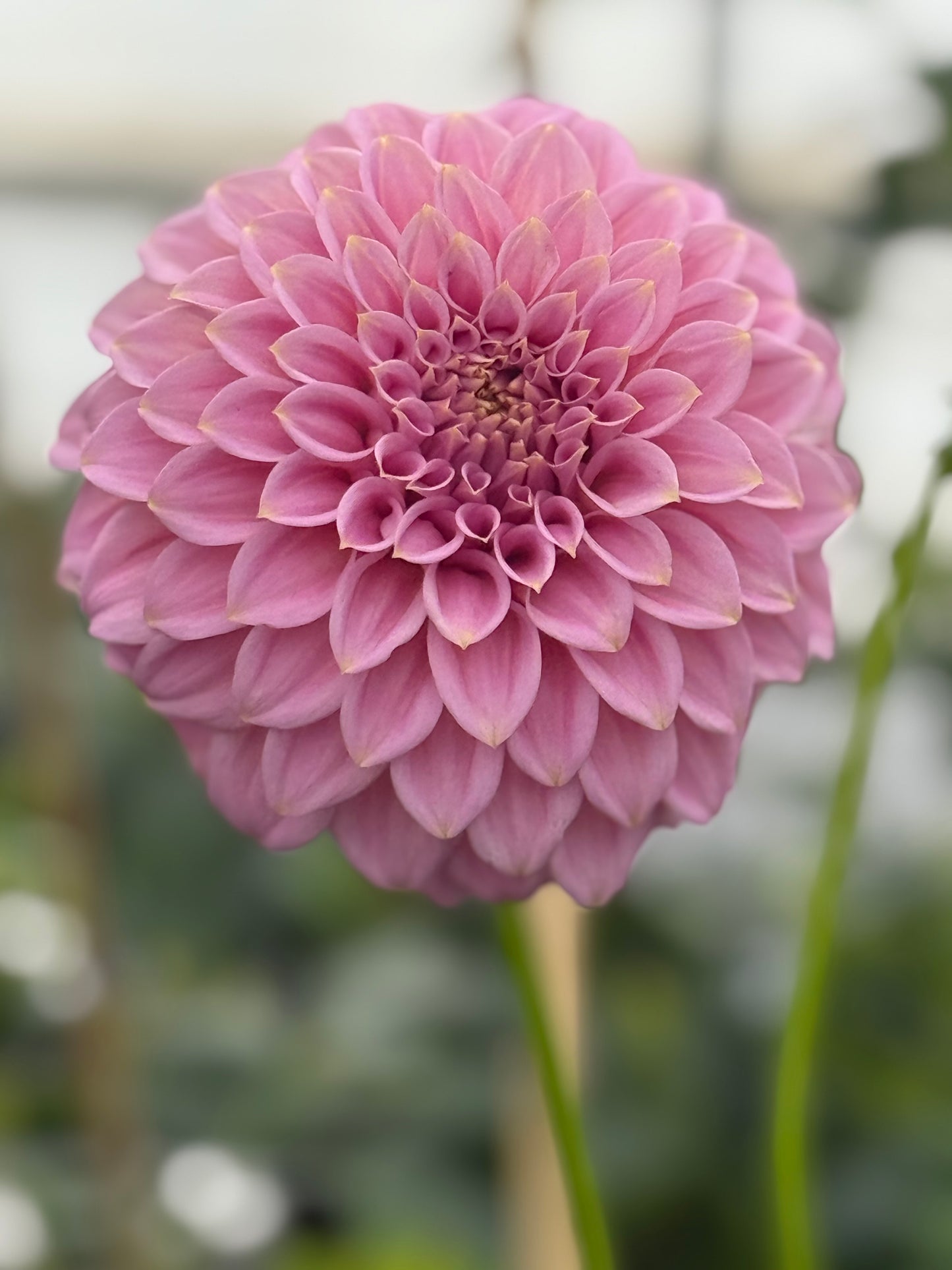 Araluen Leatrice Dahlia