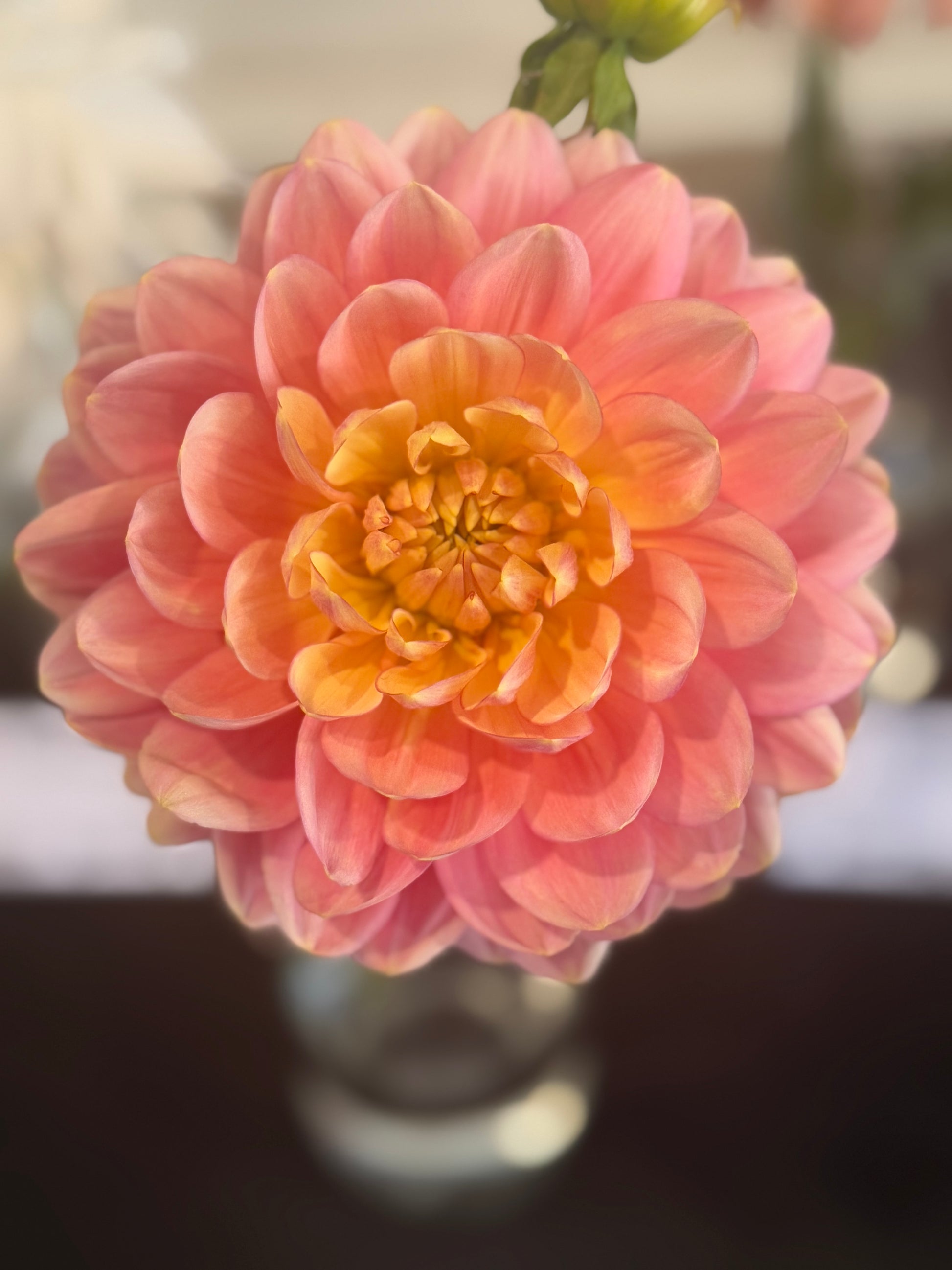 Hollyhill Serenity Dahlia