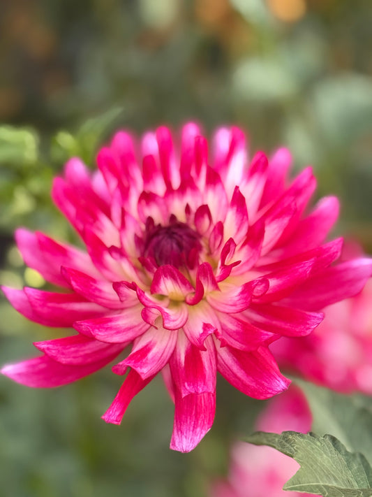 HBG Roxanne Marie Dahlia