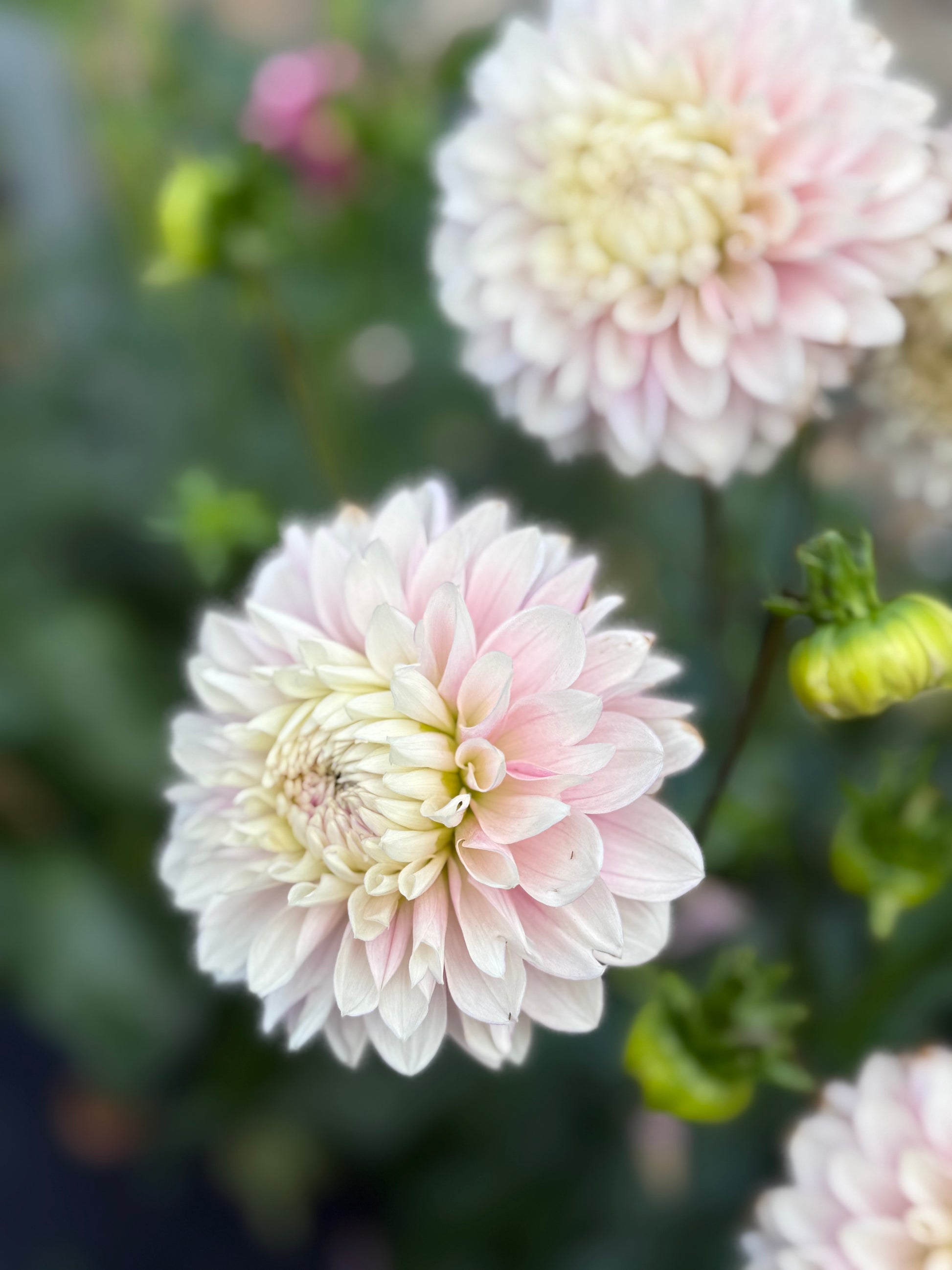 Lee's Swoosie Dahlia