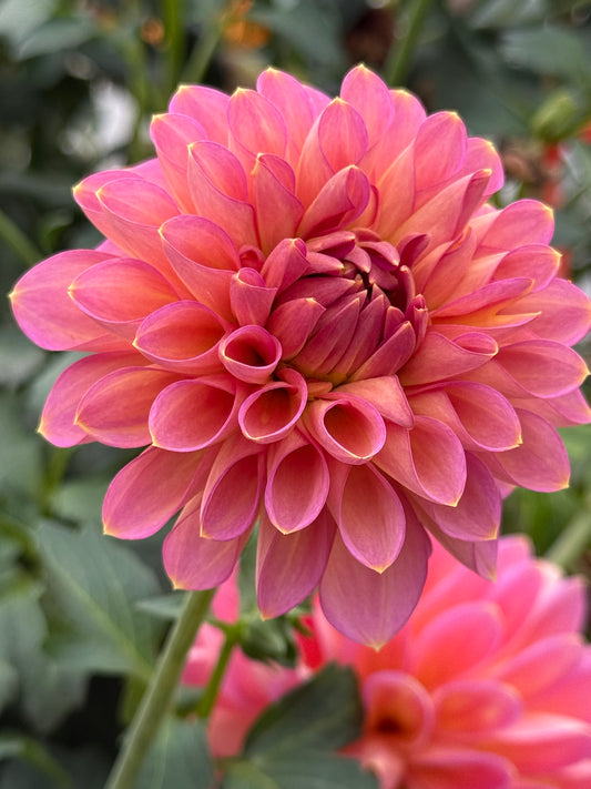 Hapet Vintage Rooted Cuttings