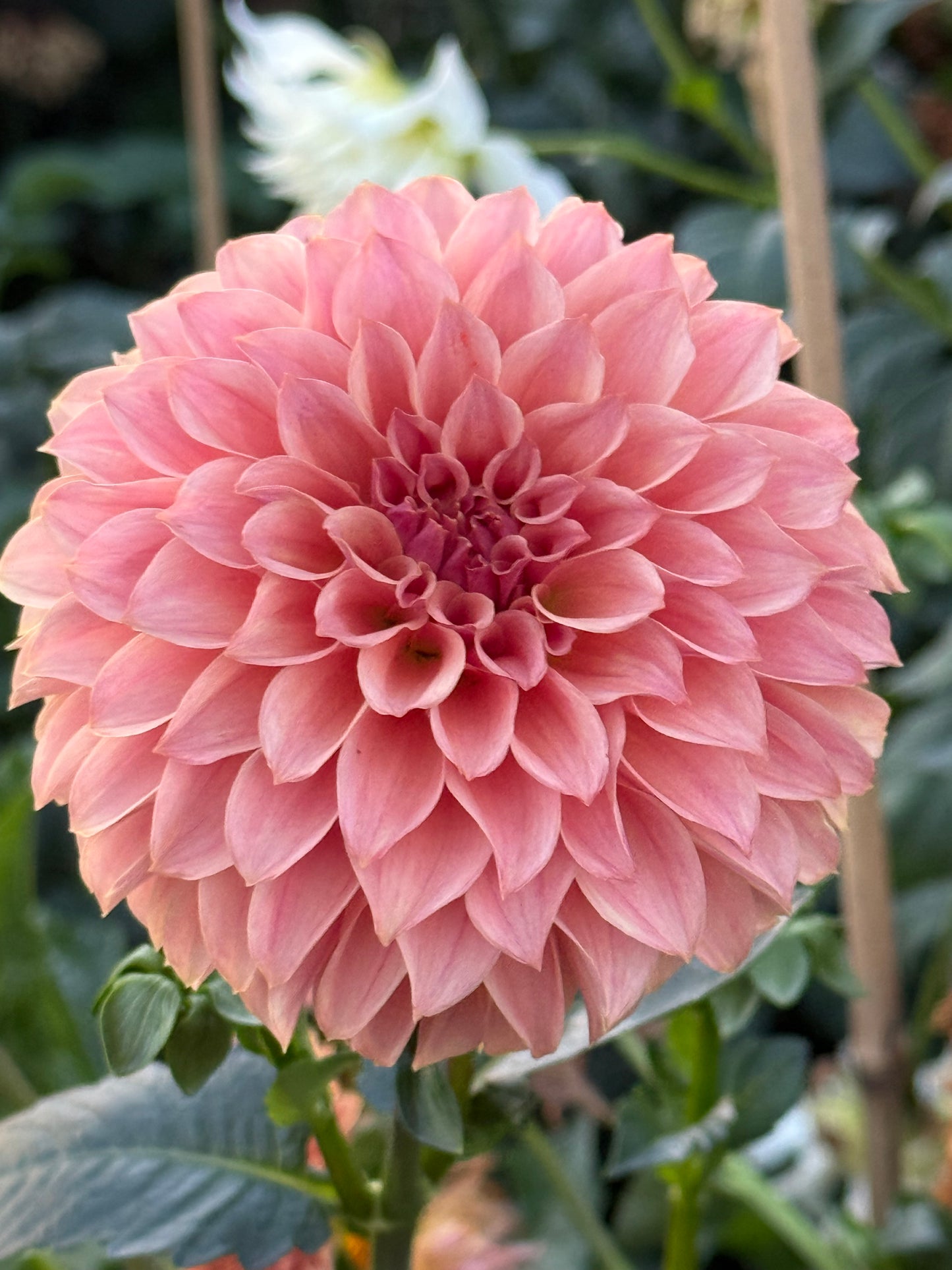 KA’s Coral Sea Dahlia