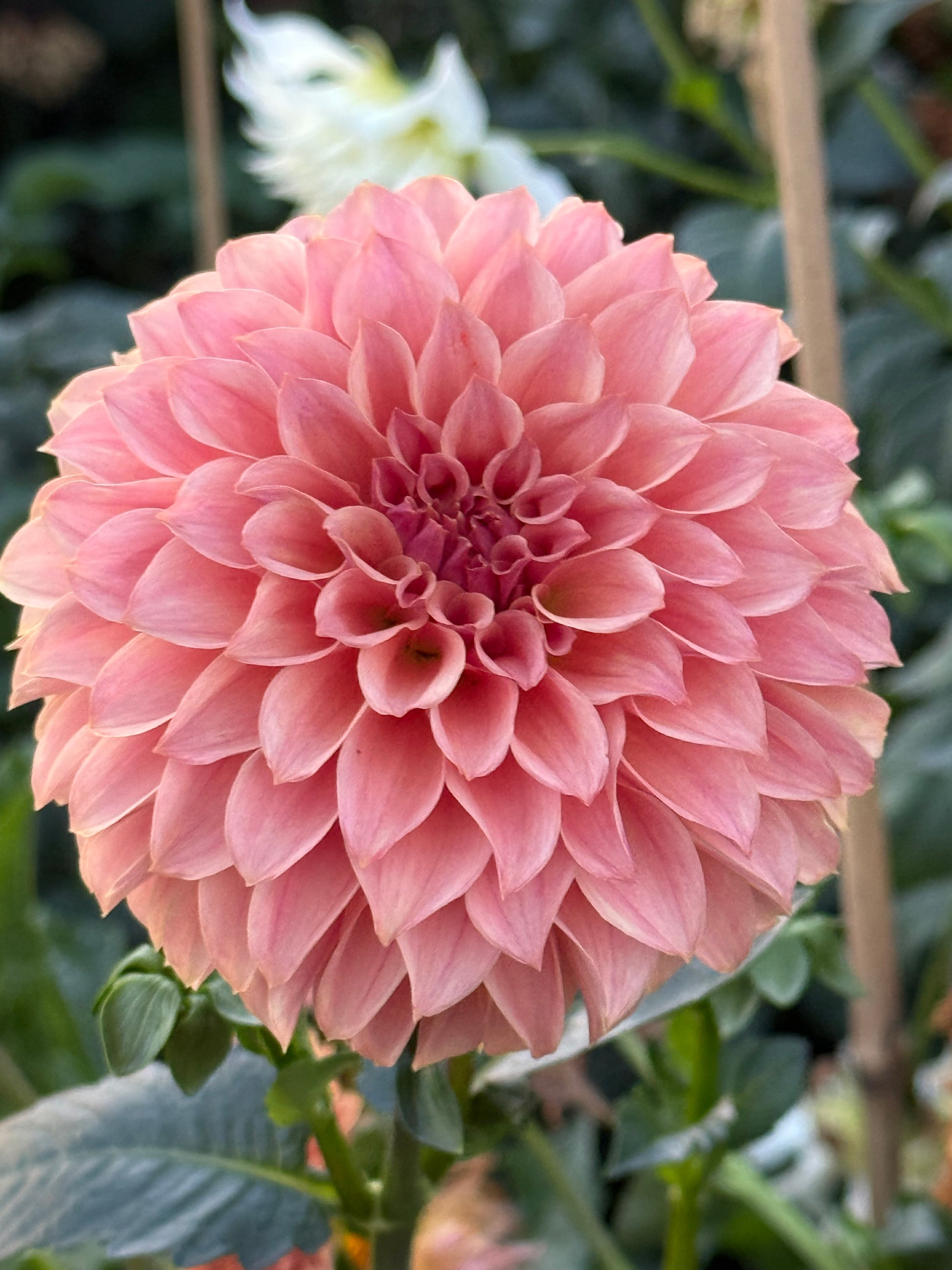 KA’s Coral Sea Dahlia