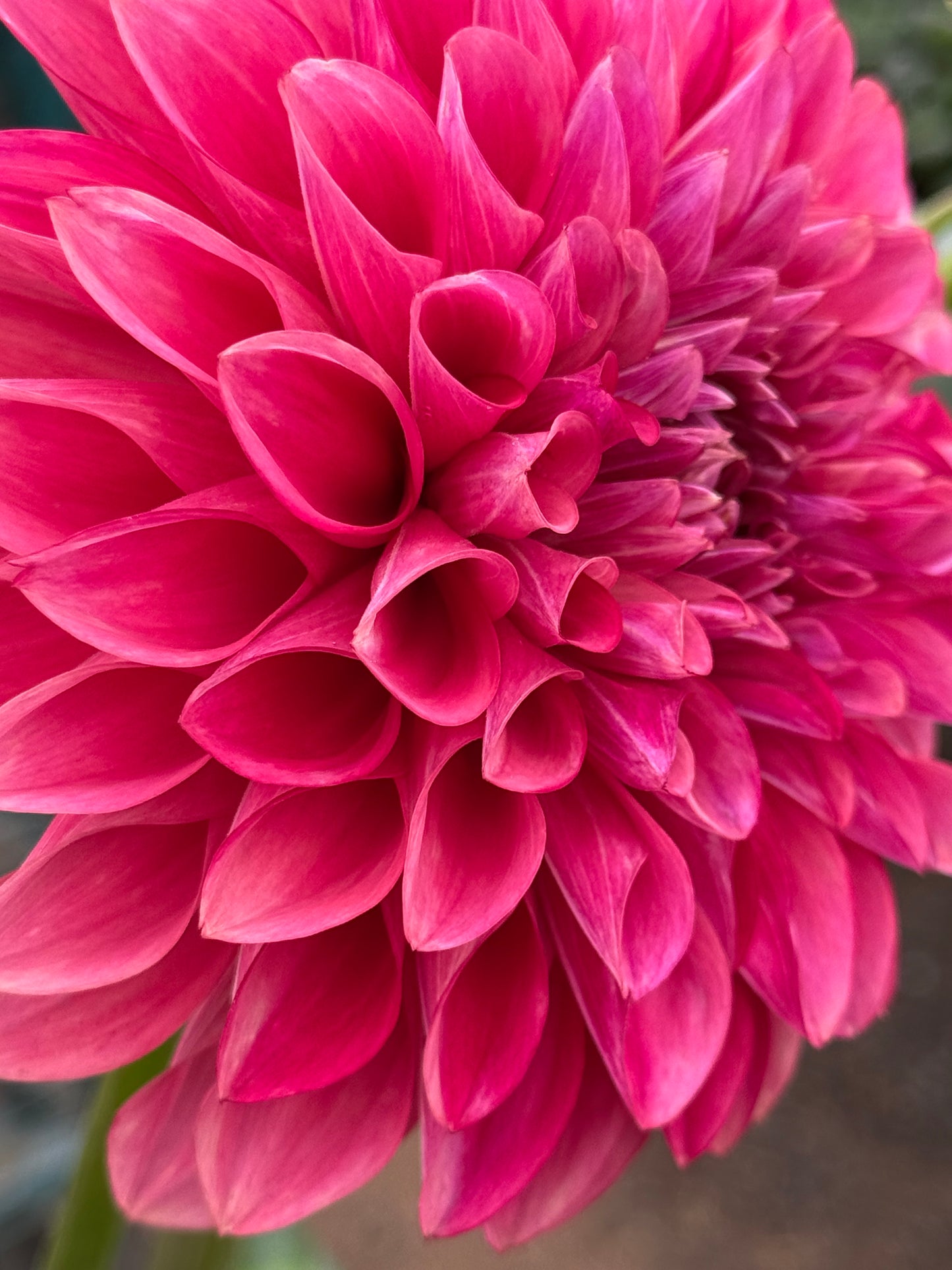 Florelie Candice Dahlia