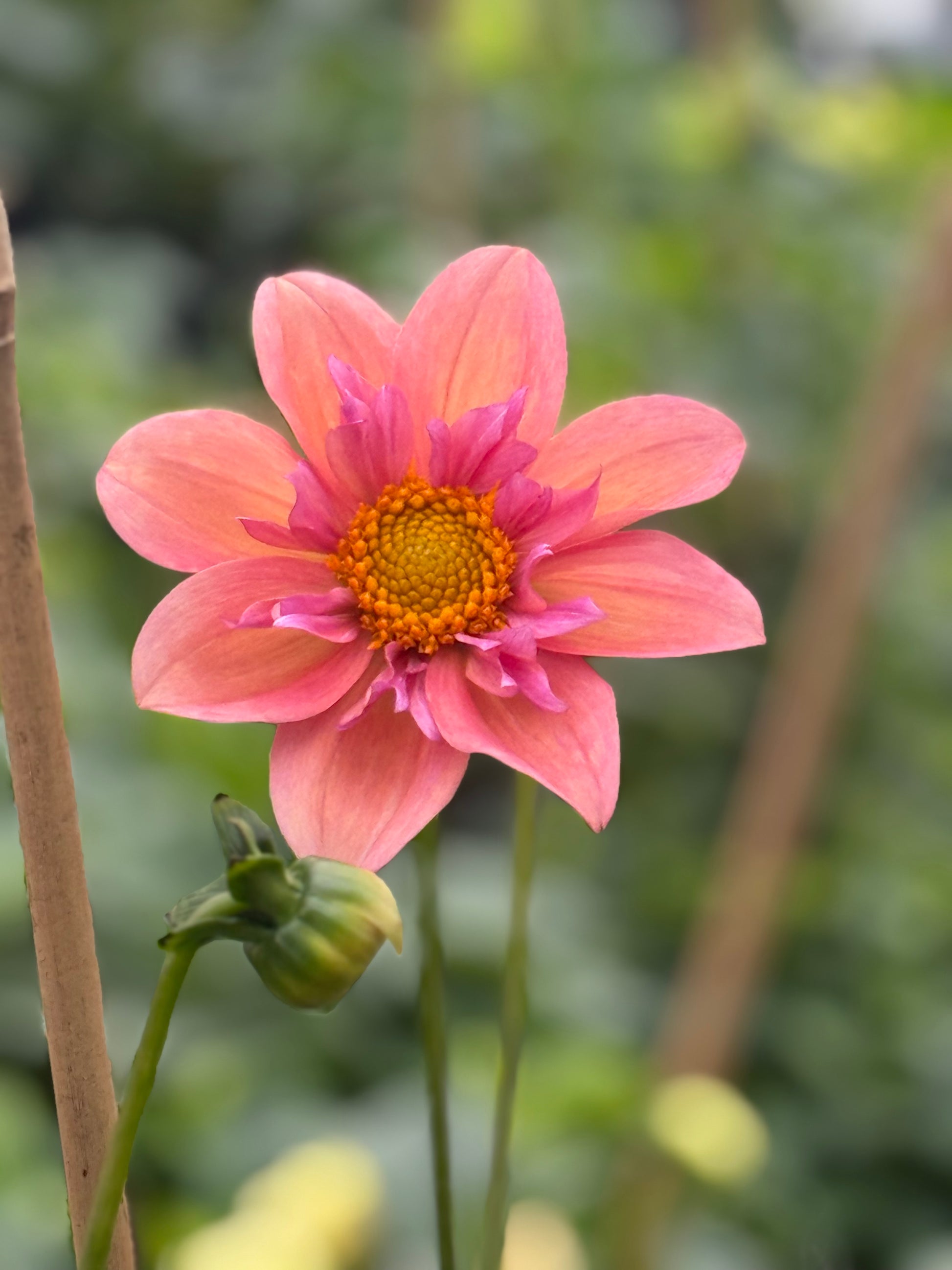Strawberry Bonbon Dahlia