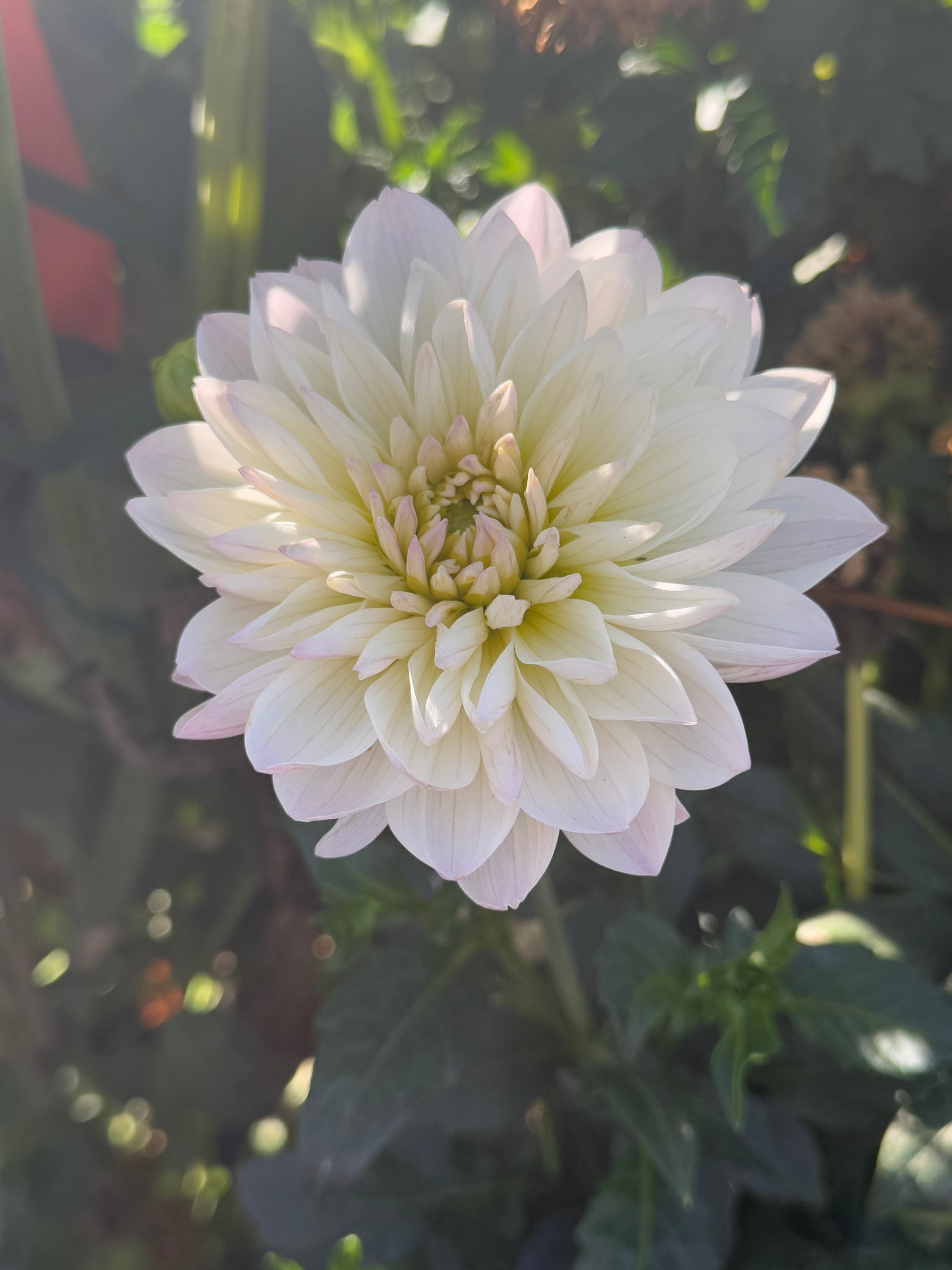 Hollyhill Lilibet Dahlia