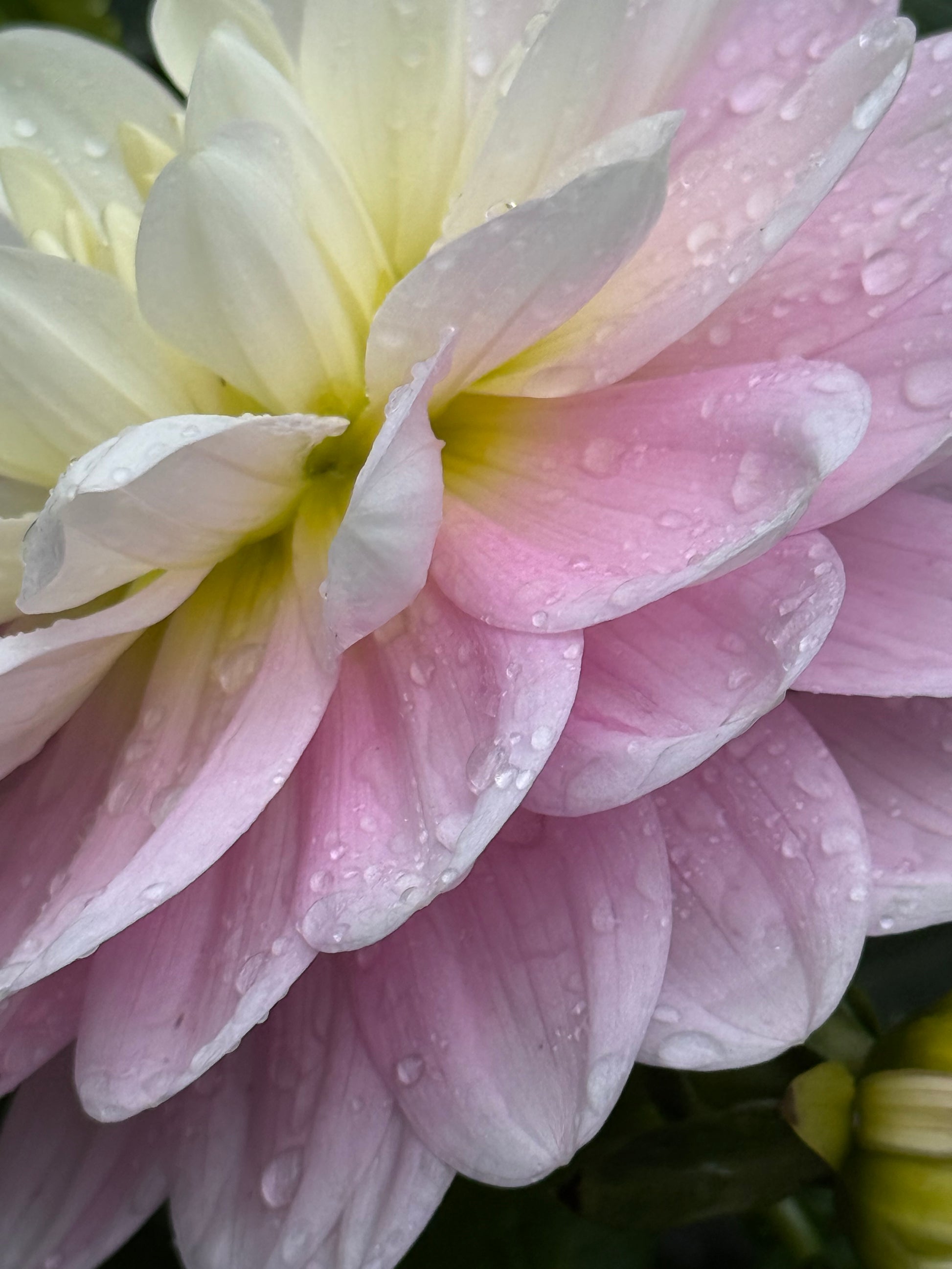Bracken Ballerina Dahlia
