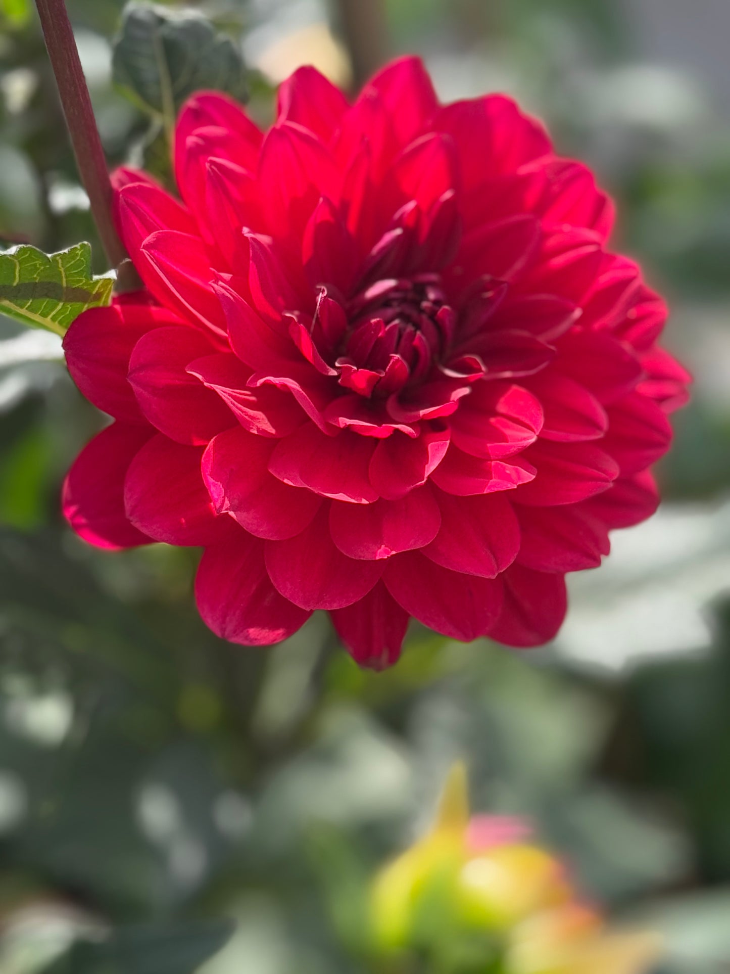 R Mona Rooted Cuttings