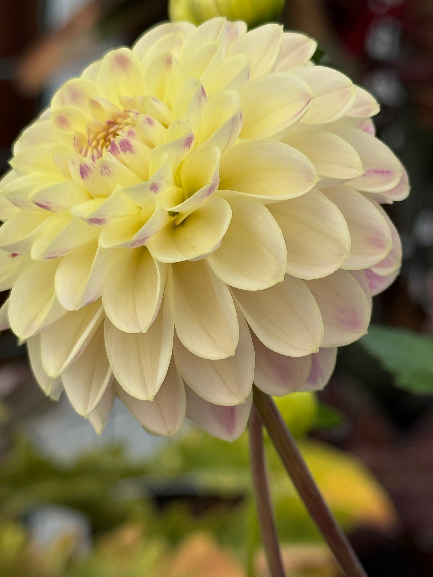 RM Karoline Rooted Cuttings