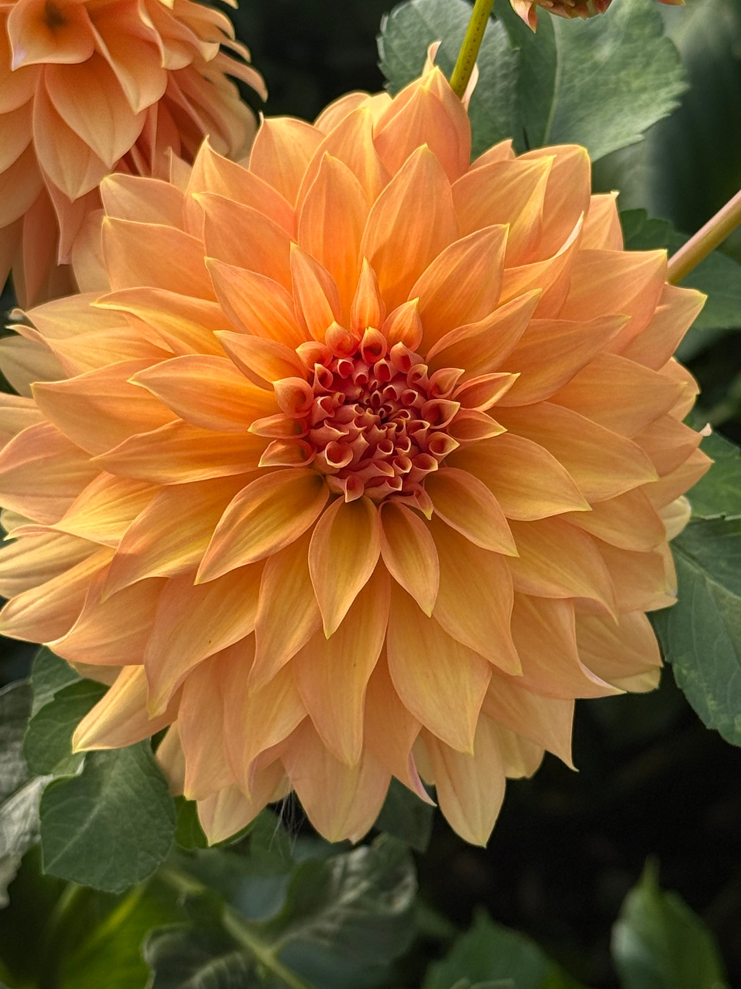 Lee’s Chloe Rooted Cuttings