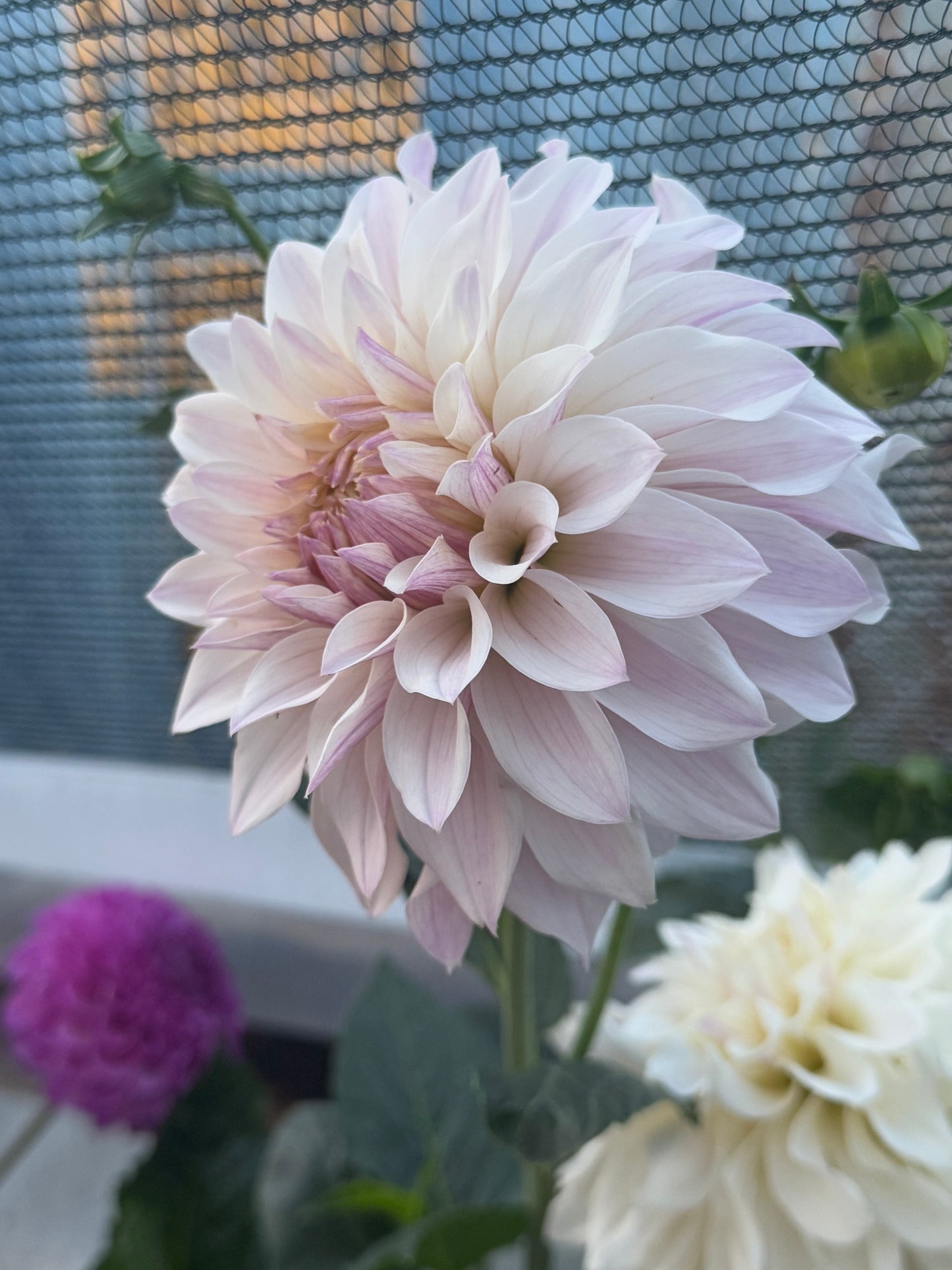 Bloomquist Compare Dahlia