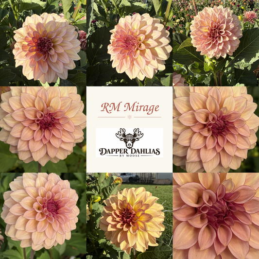 RM Mirage dahlia flowers photographed for Dapper Dahlias by Moose.