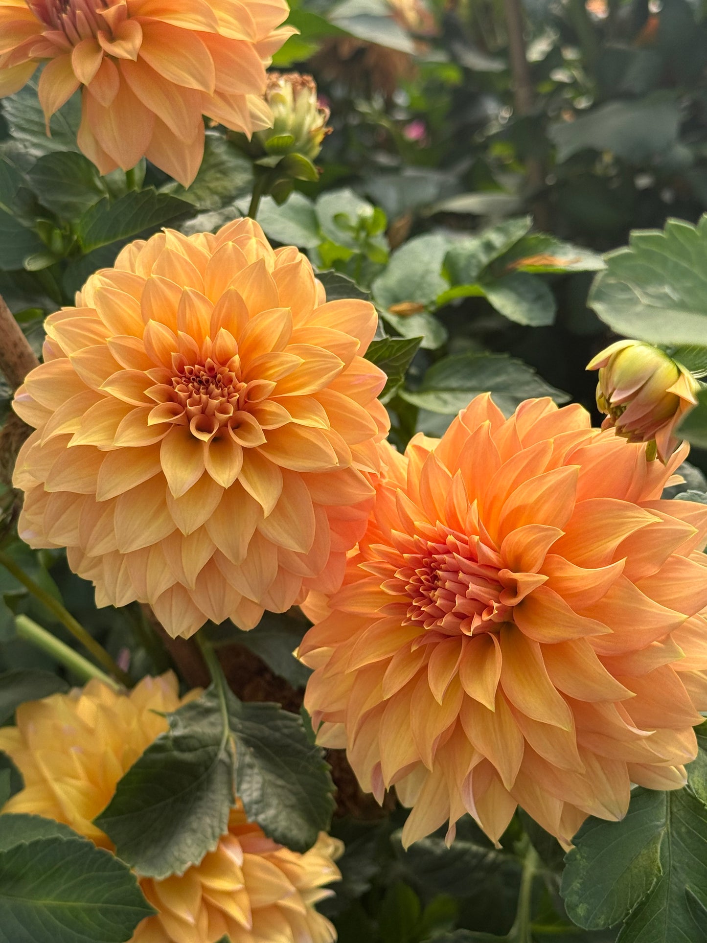 Lee’s Chloe Rooted Cuttings